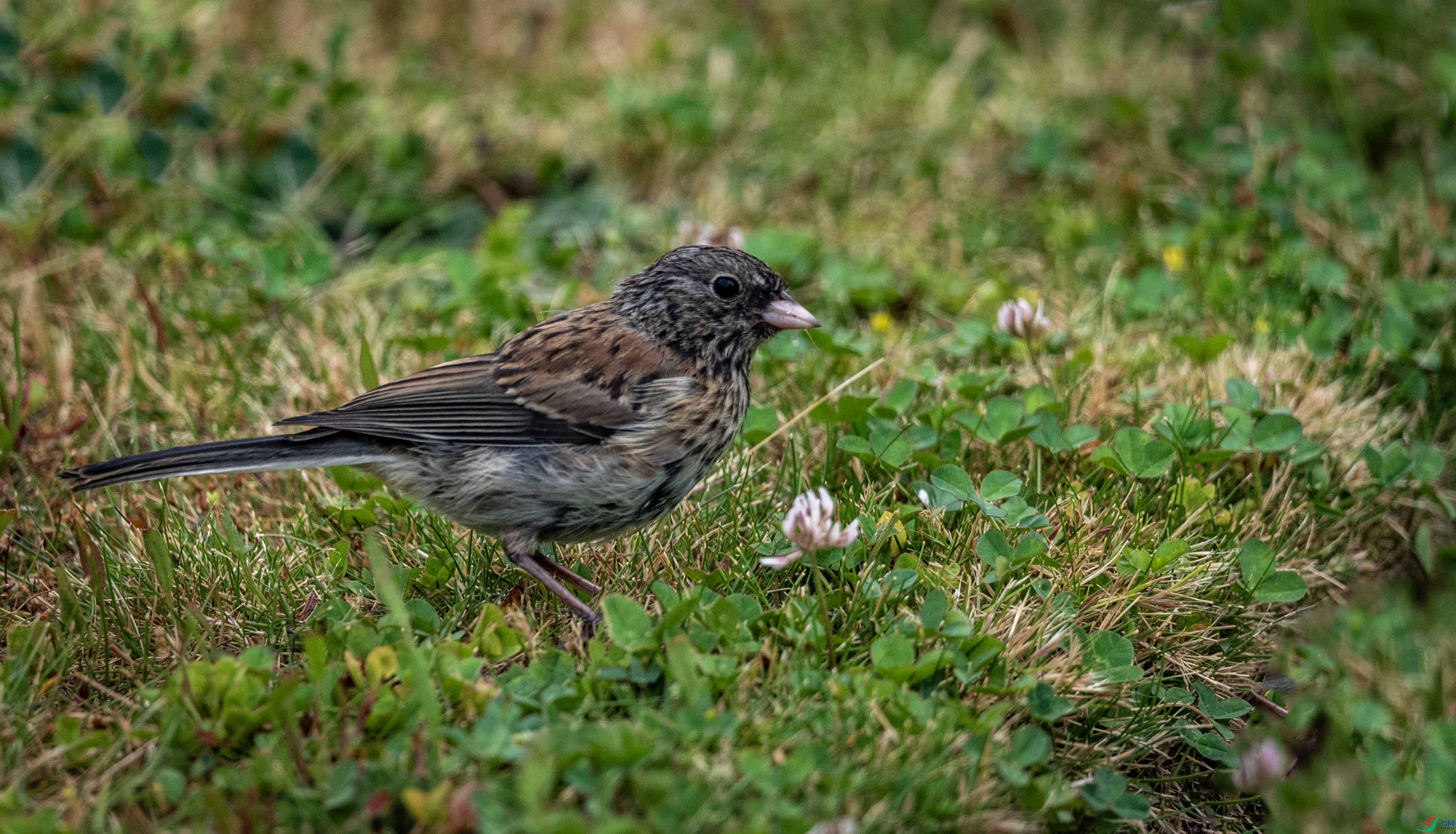 DSC_7420 ����2.jpg