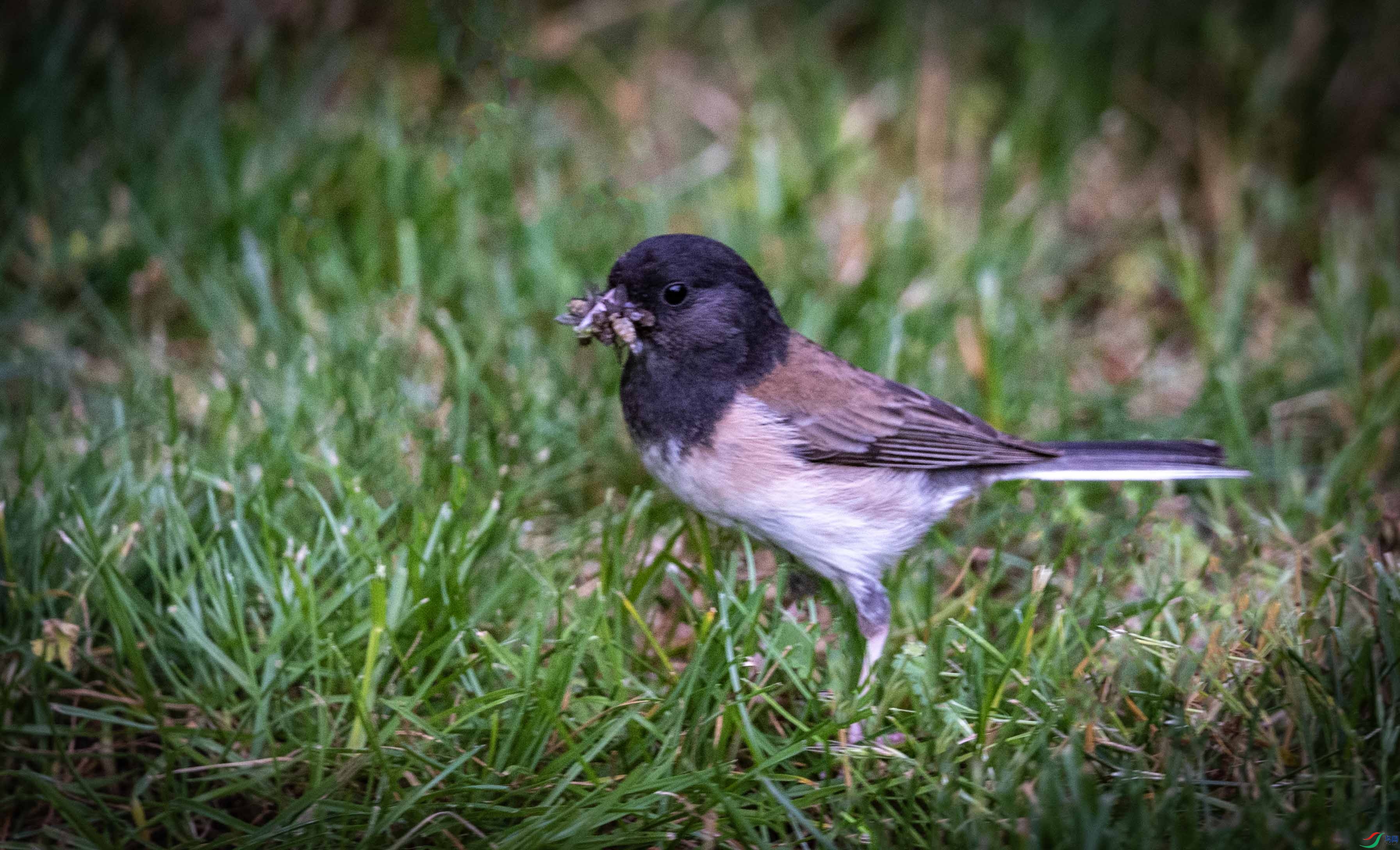 DSC_7445 ����2.jpg