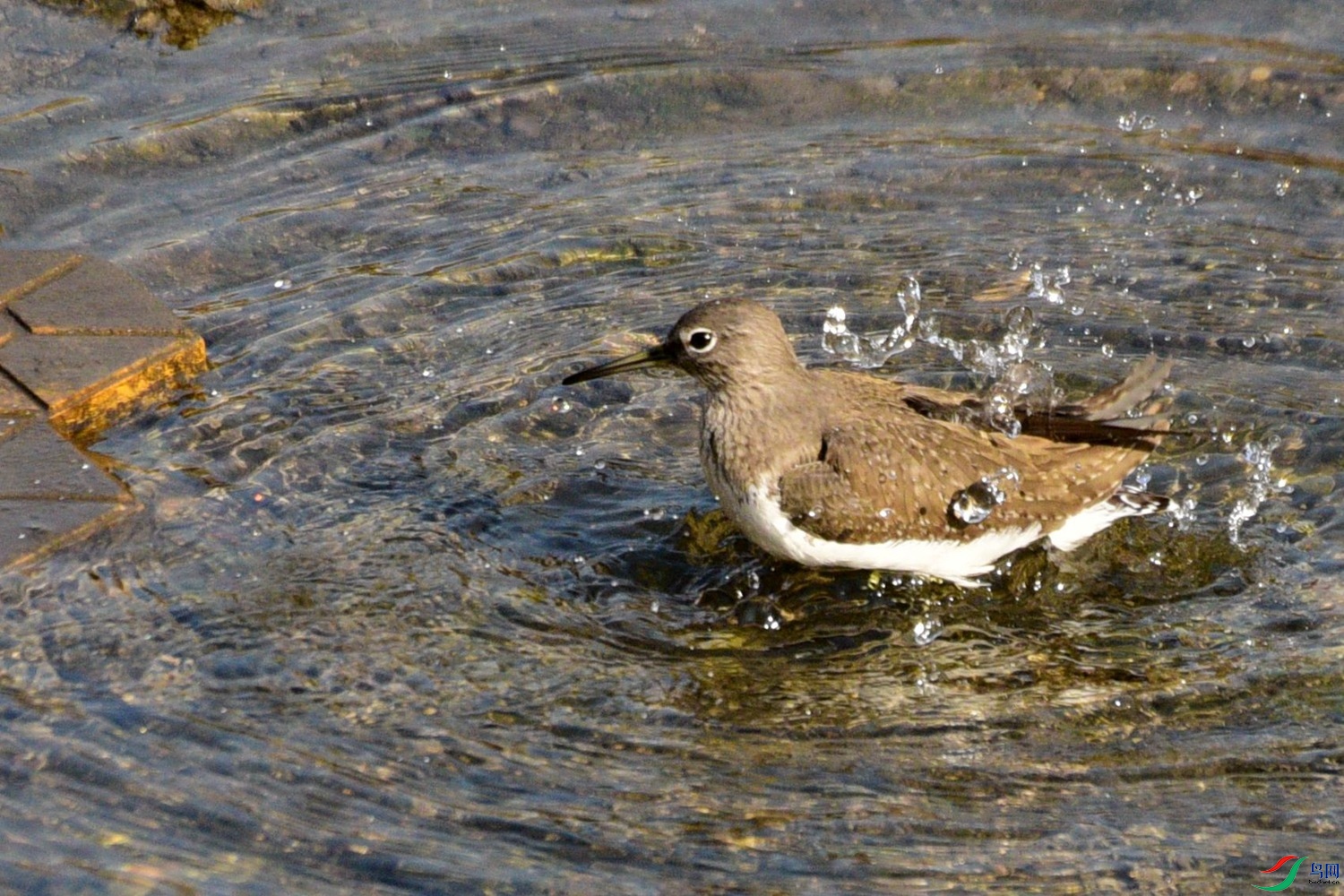 DSC_3271.JPG