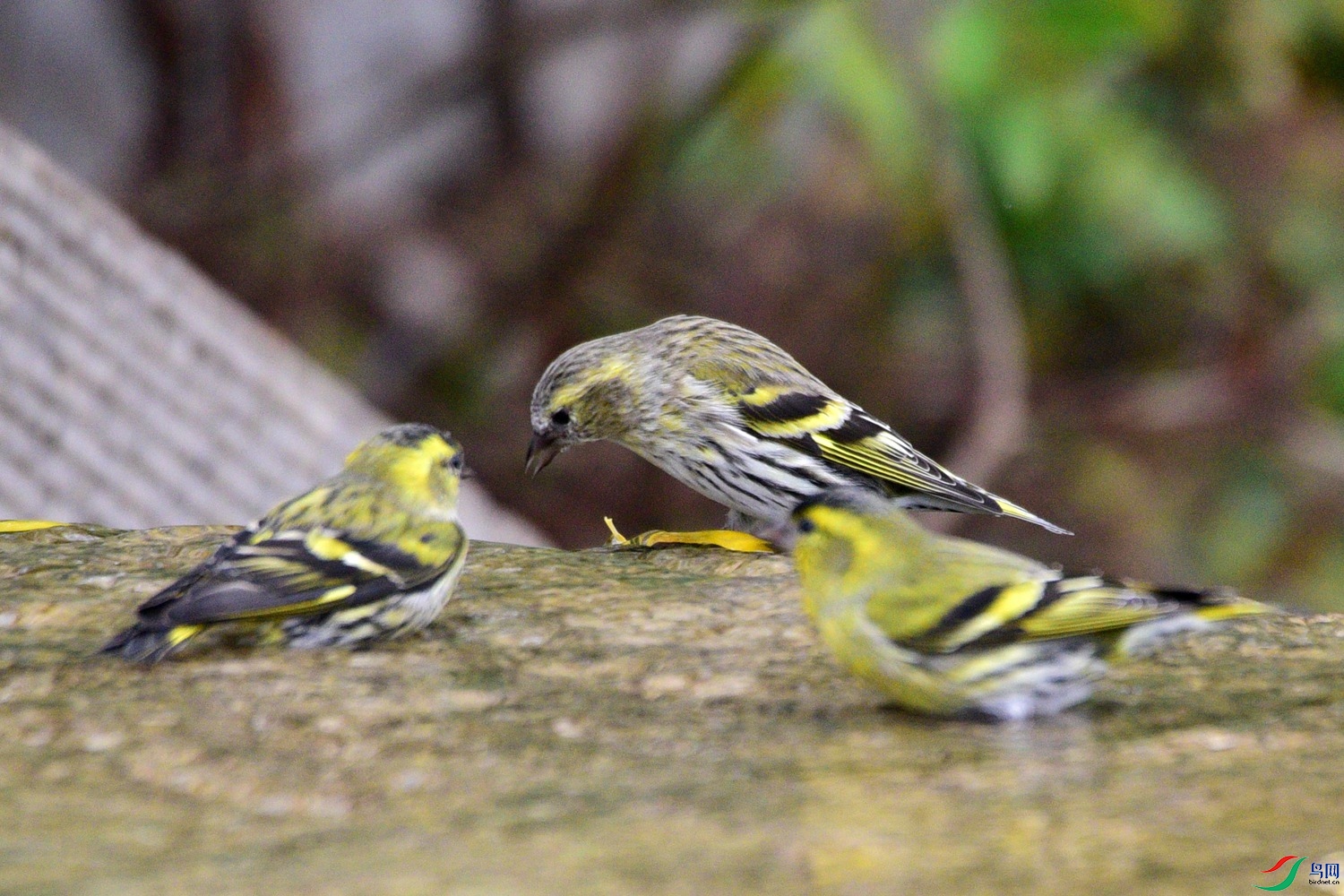 DSC_6162.JPG