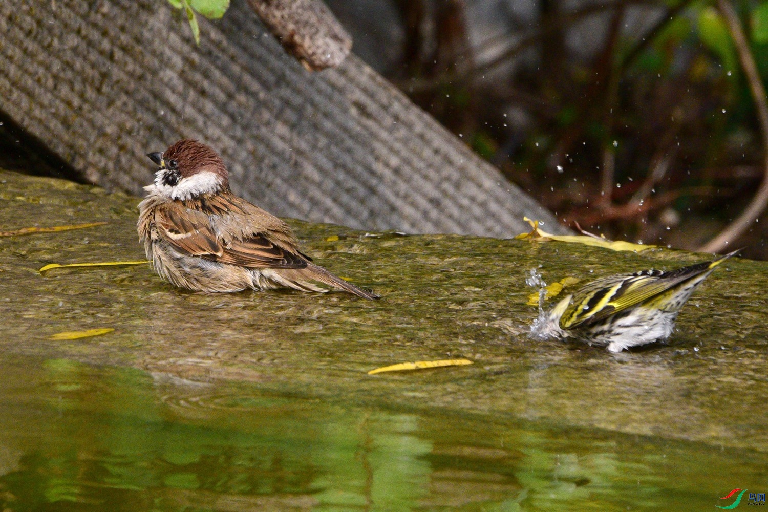 DSC_6313.JPG