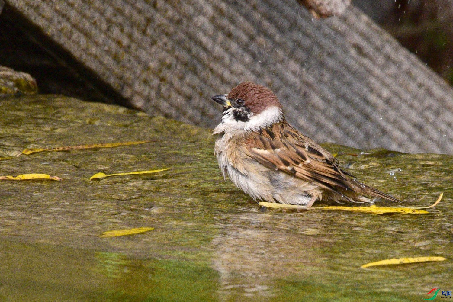 DSC_6309.JPG