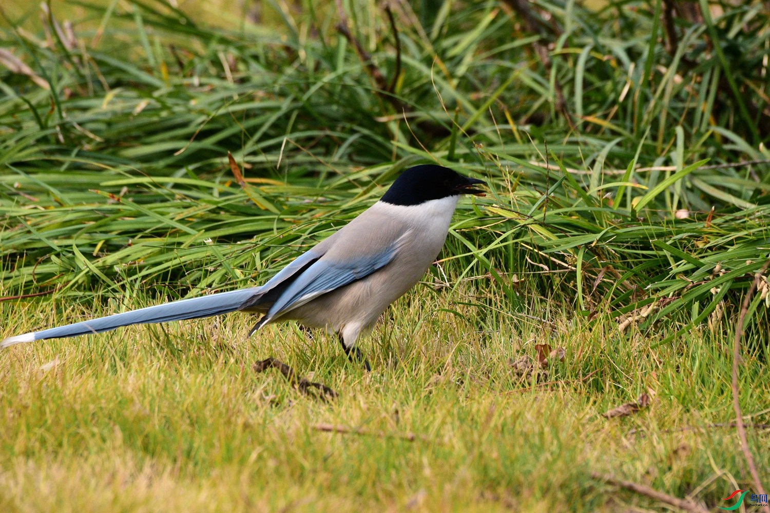 DSC_6670.JPG