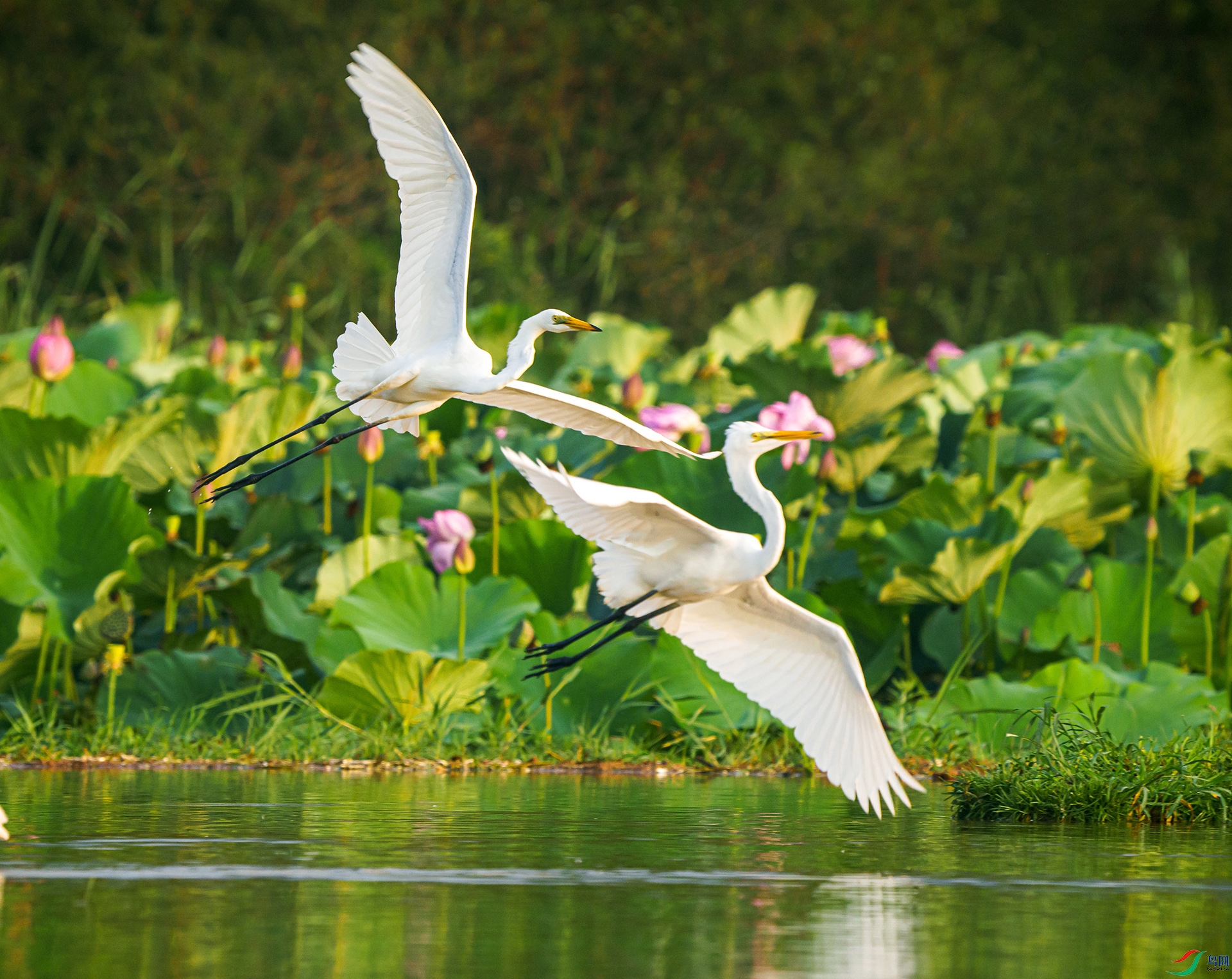 ����˫��