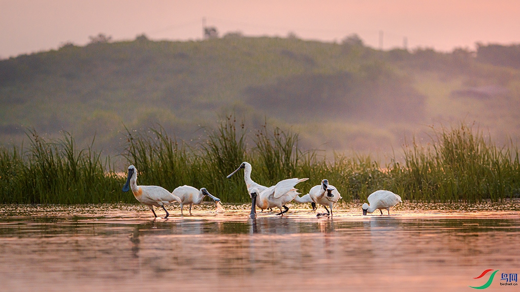 ������΢