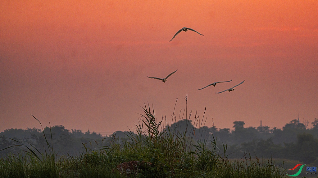 ��ϼ����