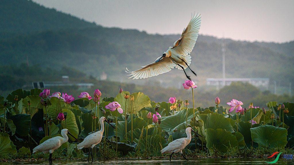 ѭ�����ѵ��ٻ�