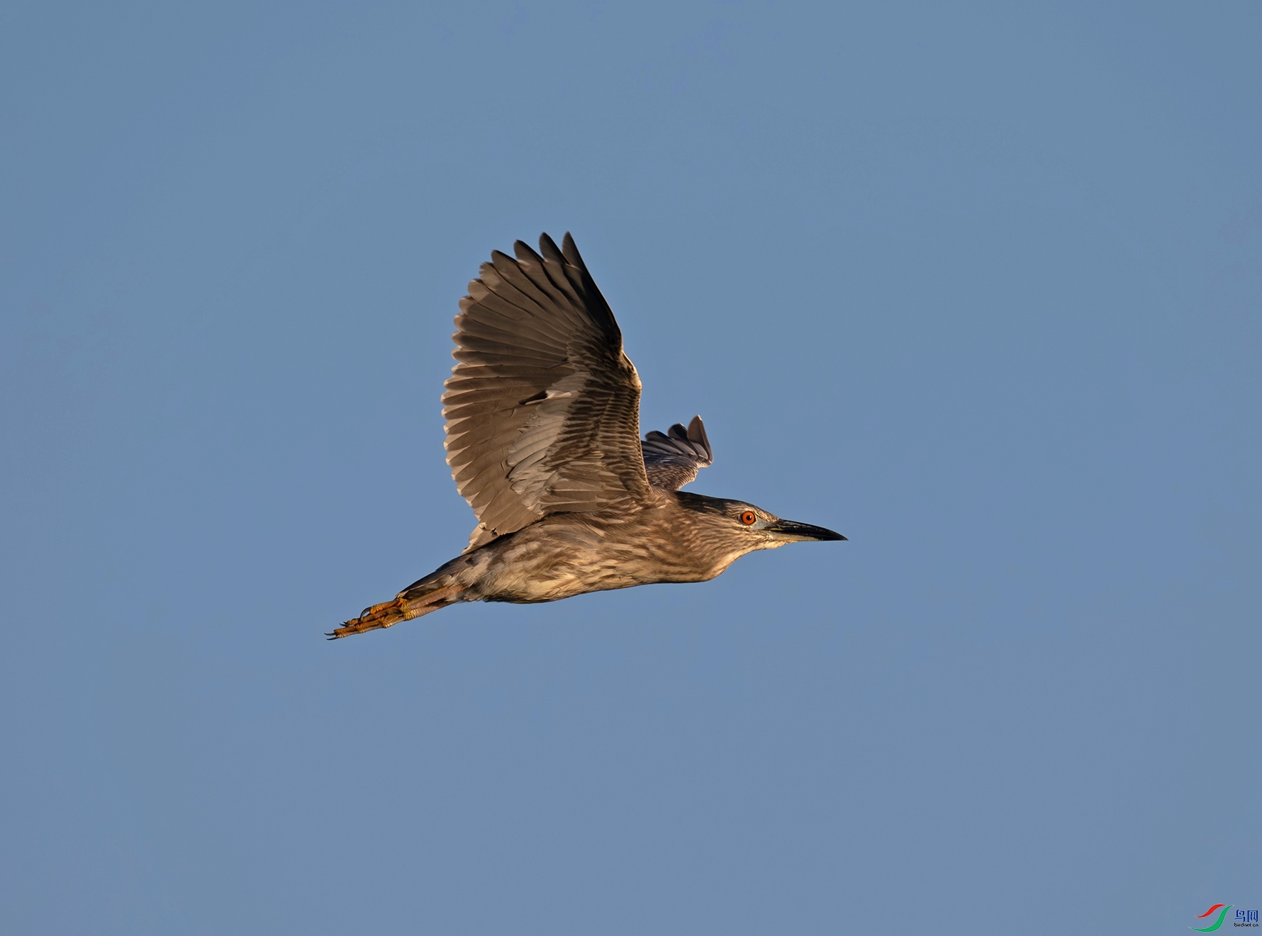 _DSC2447f.jpg