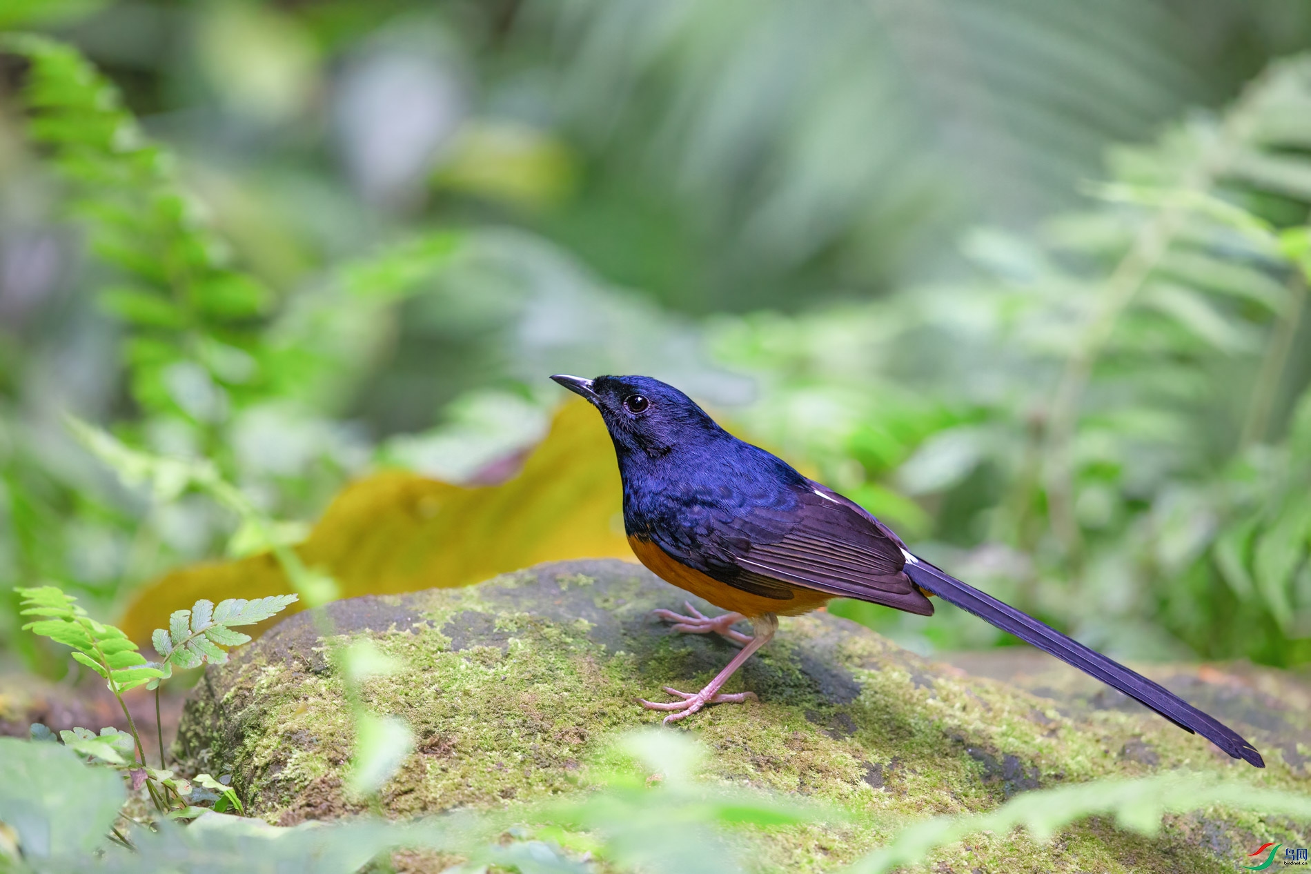 a_68304-1.jpg