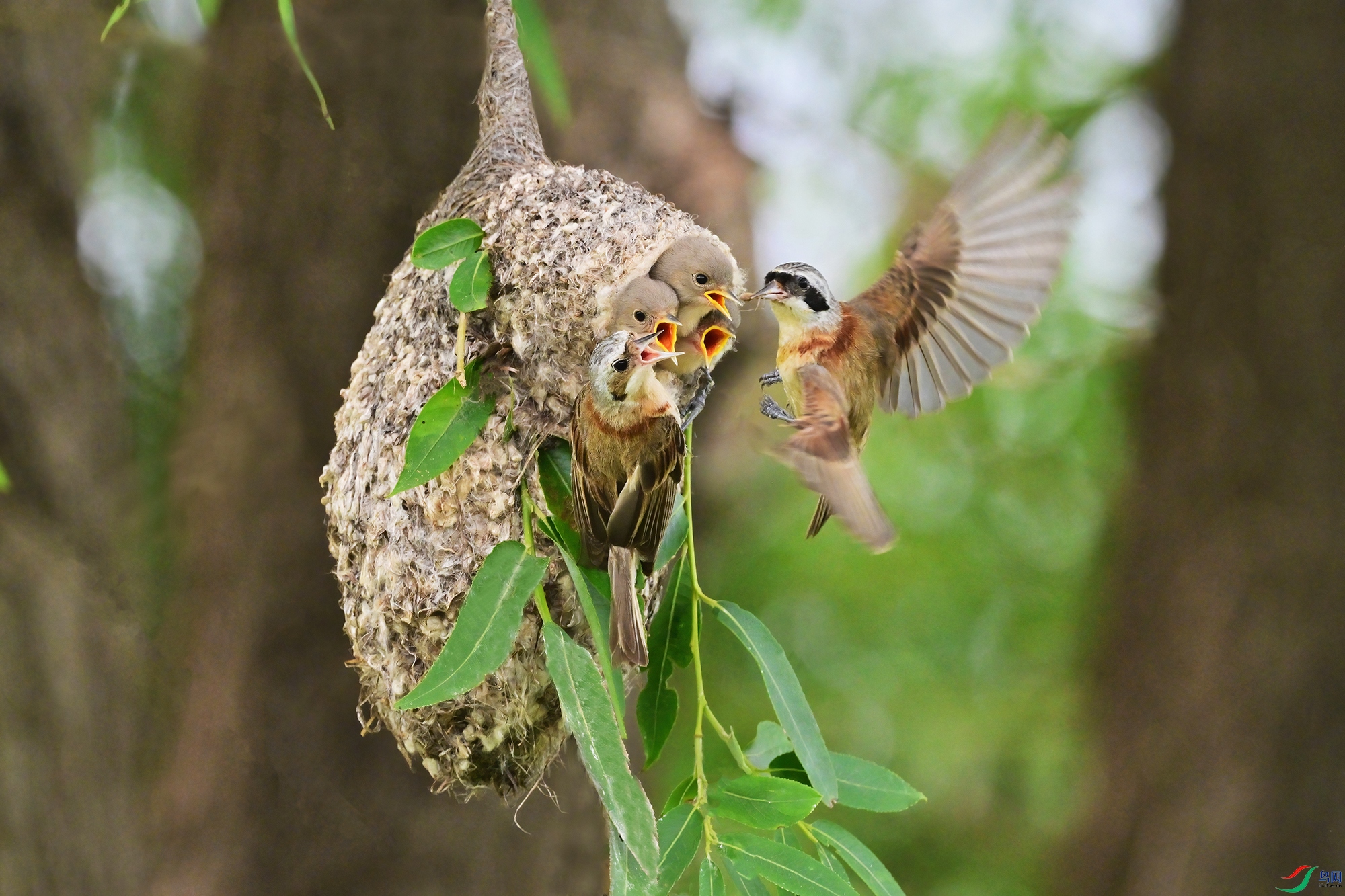 DSC_9051-V.jpg