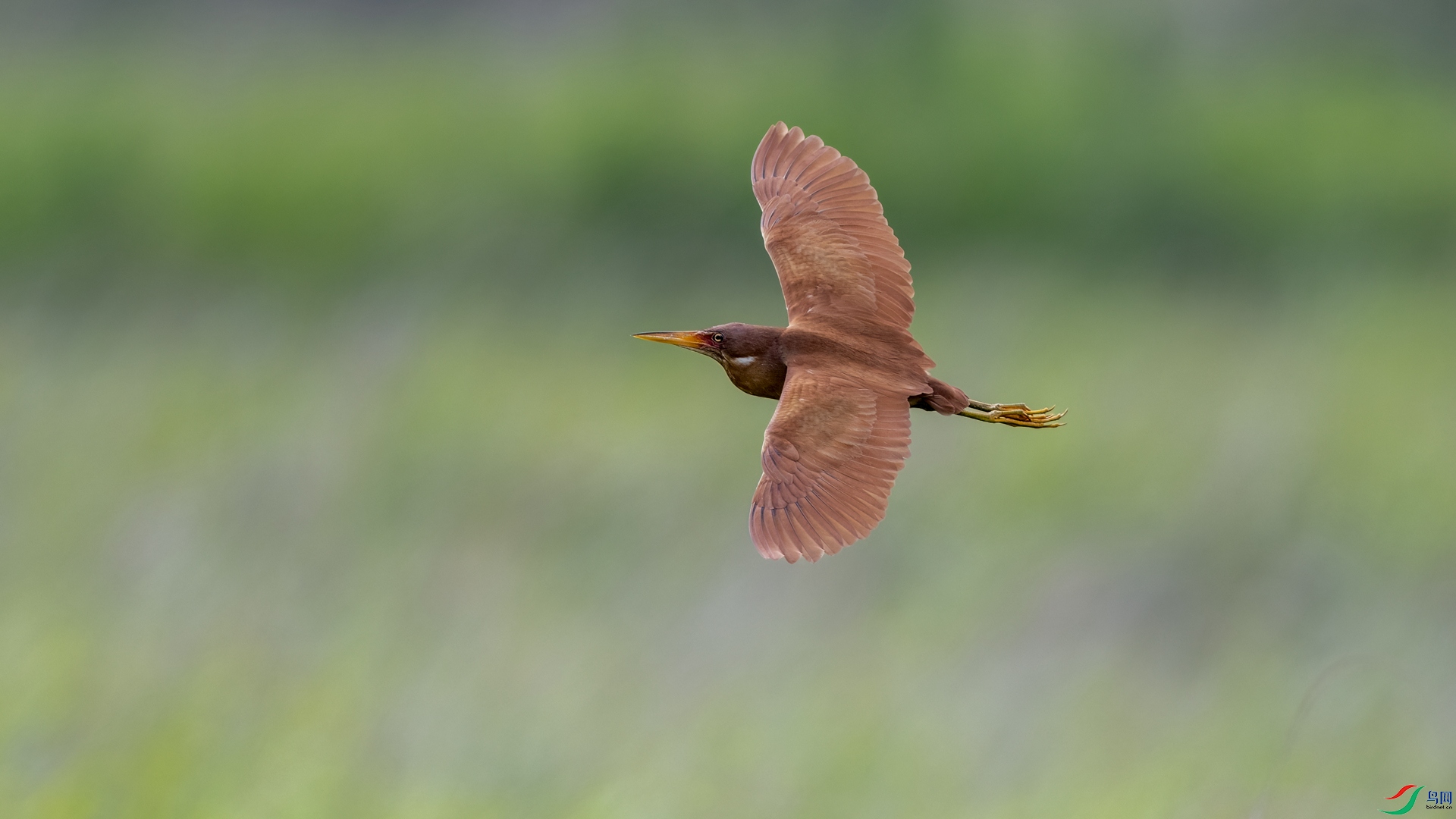 DSC_7469-1_����.jpg