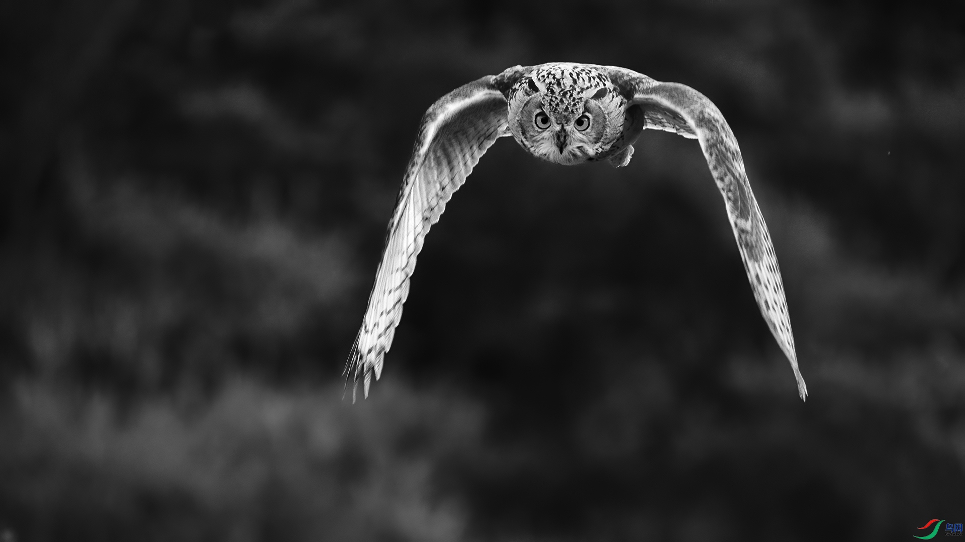 DSC_5115-20240719�� .jpg