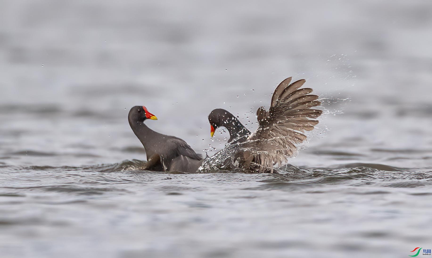 DSC_8441 ����.jpg