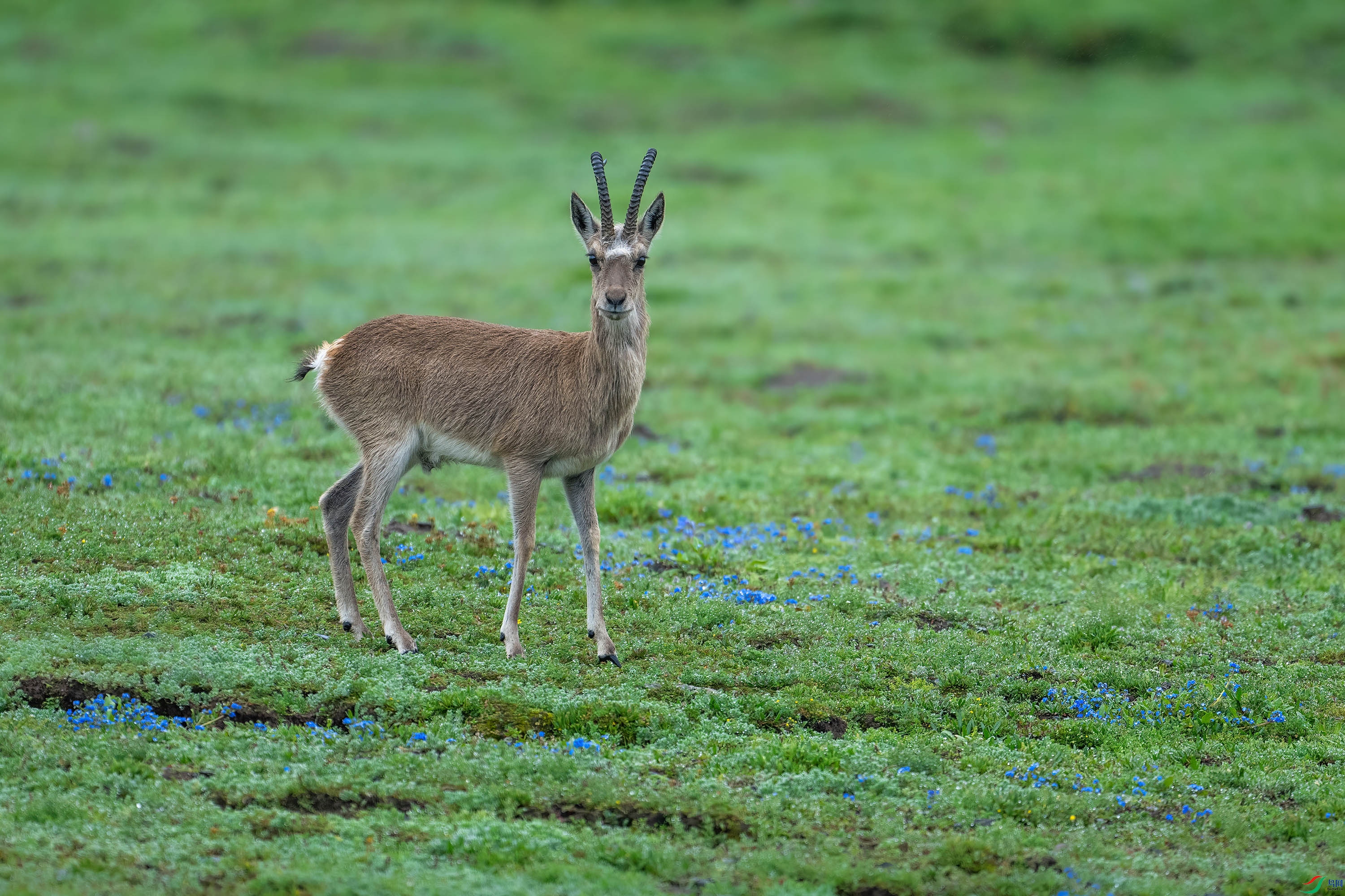 _DSC0494 ����.jpg-1.jpg