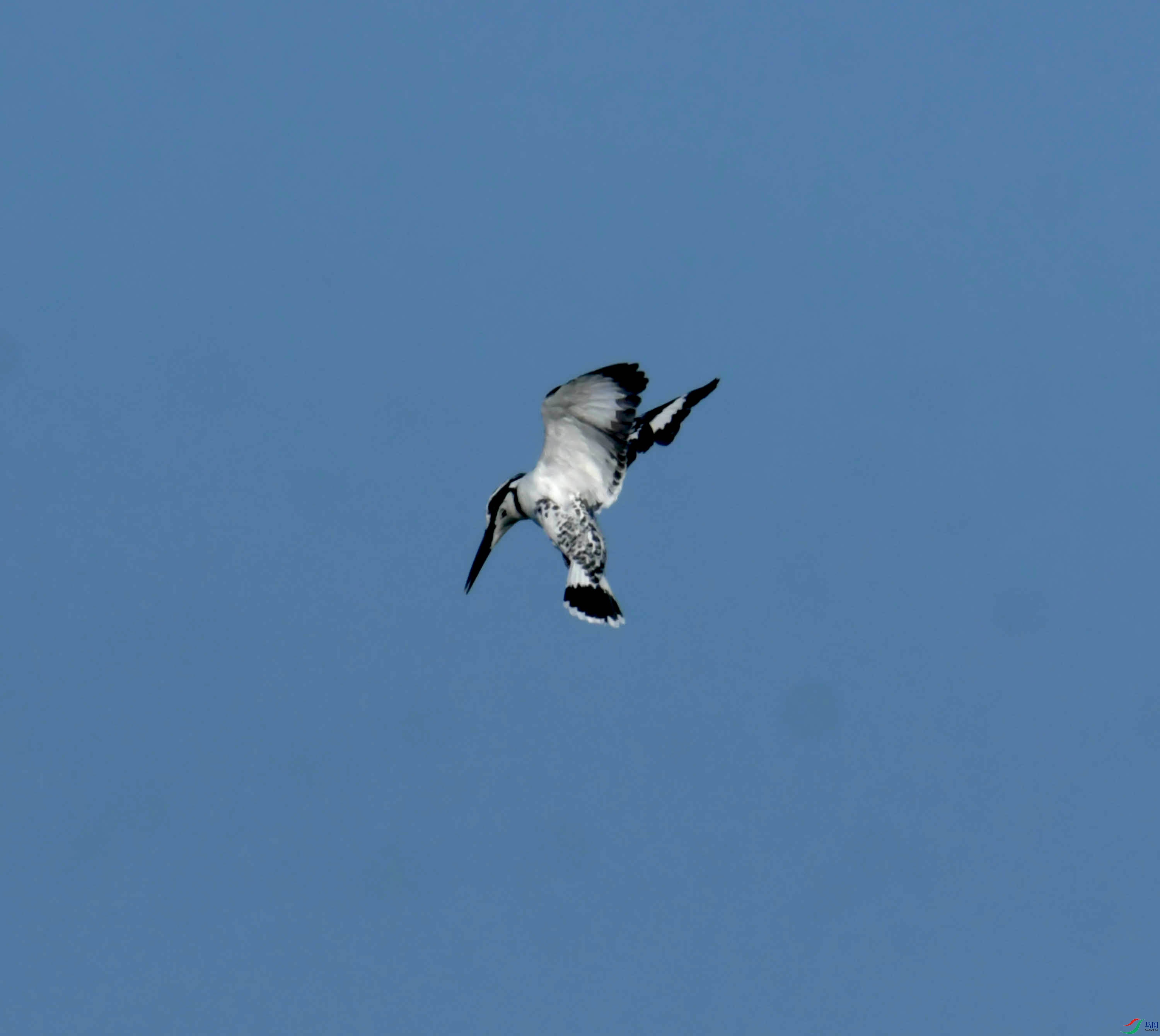 DSC_2339.JPG