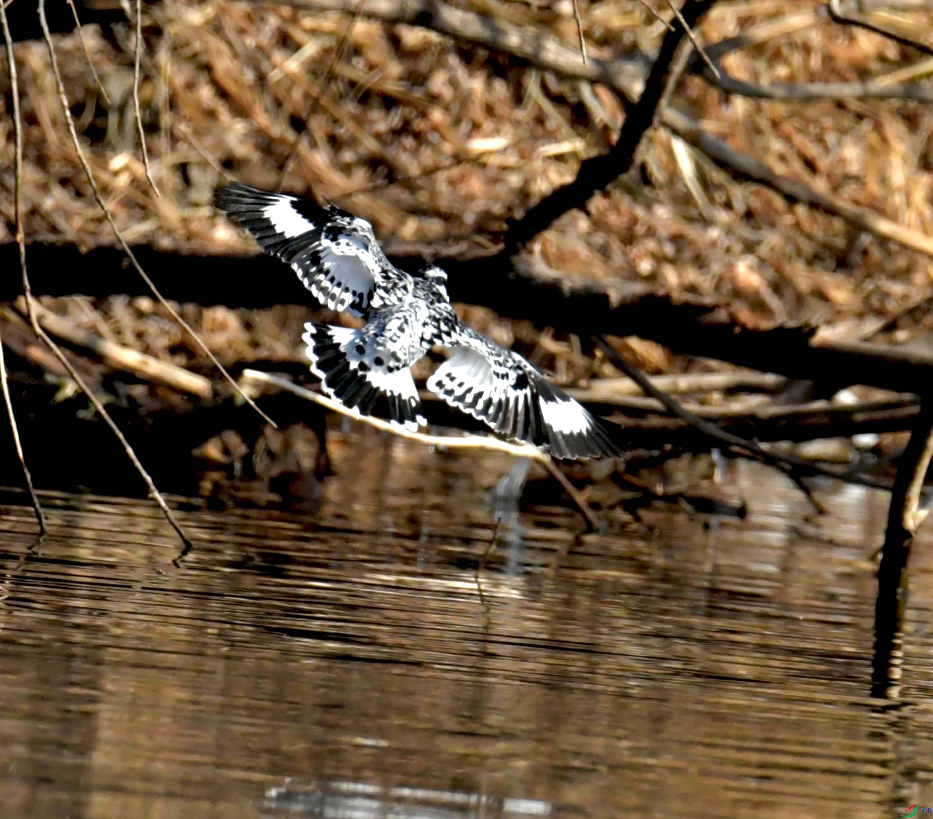 DSC_2366.JPG