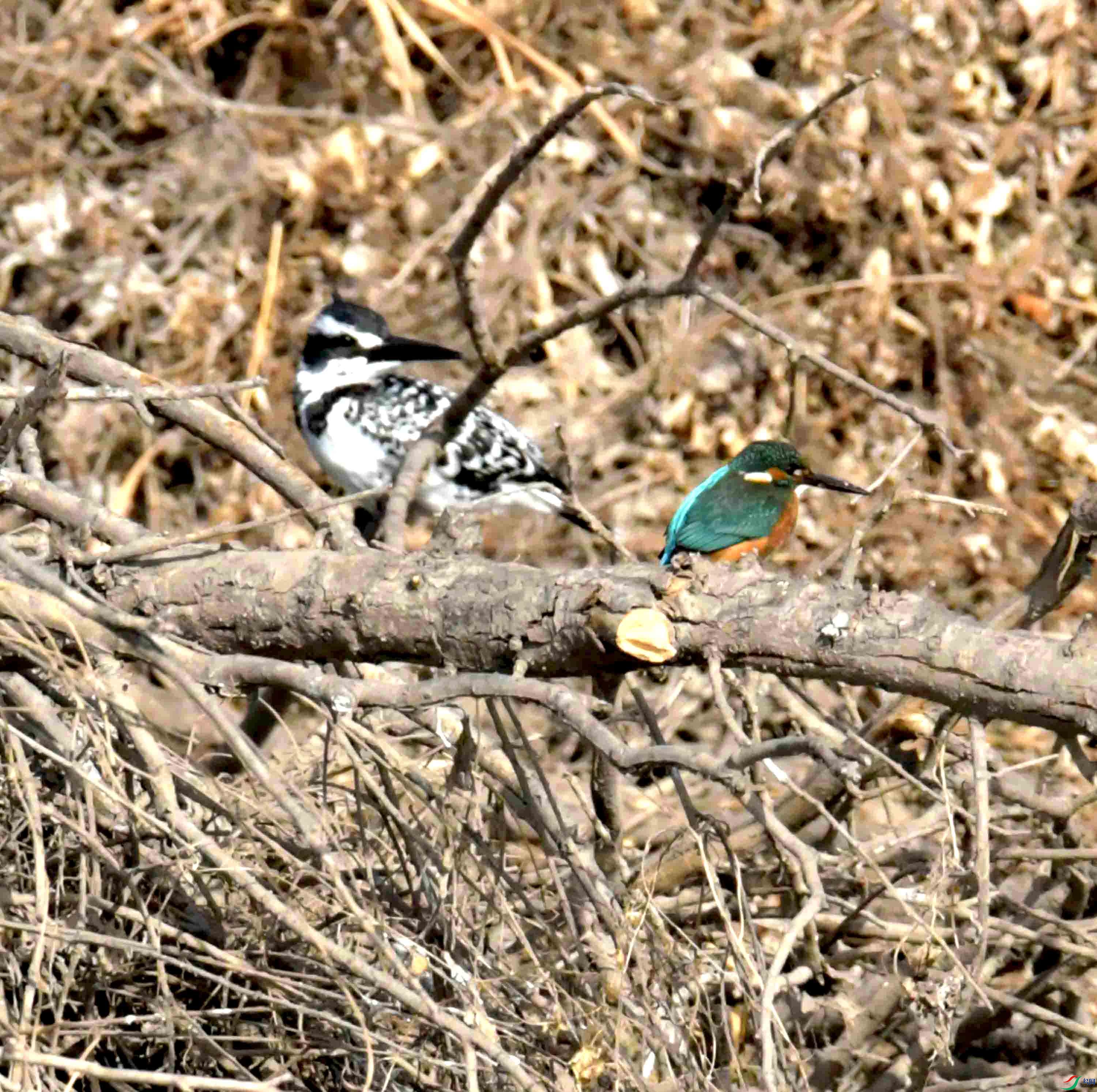 DSC_3990.JPG