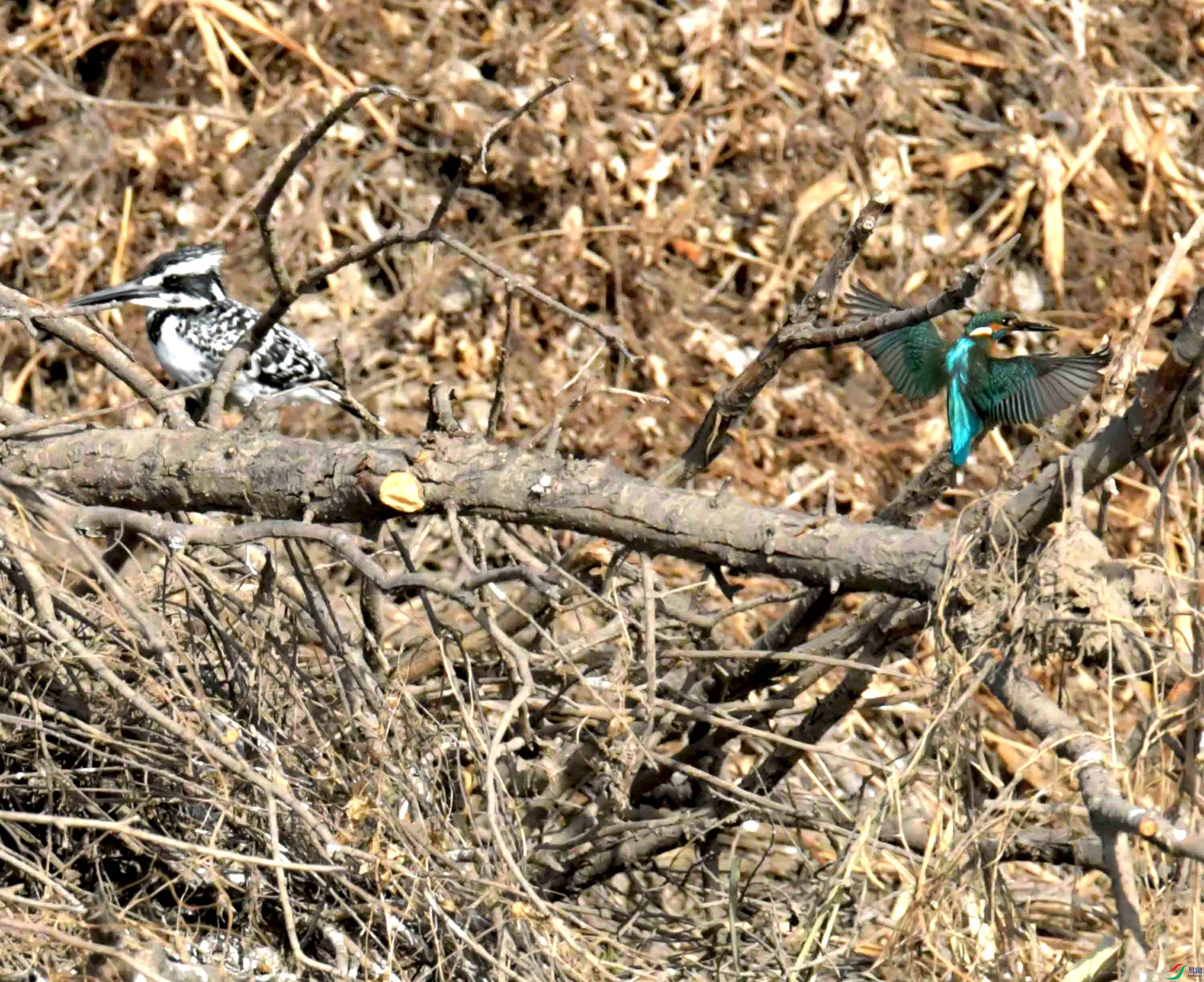 DSC_4000.JPG