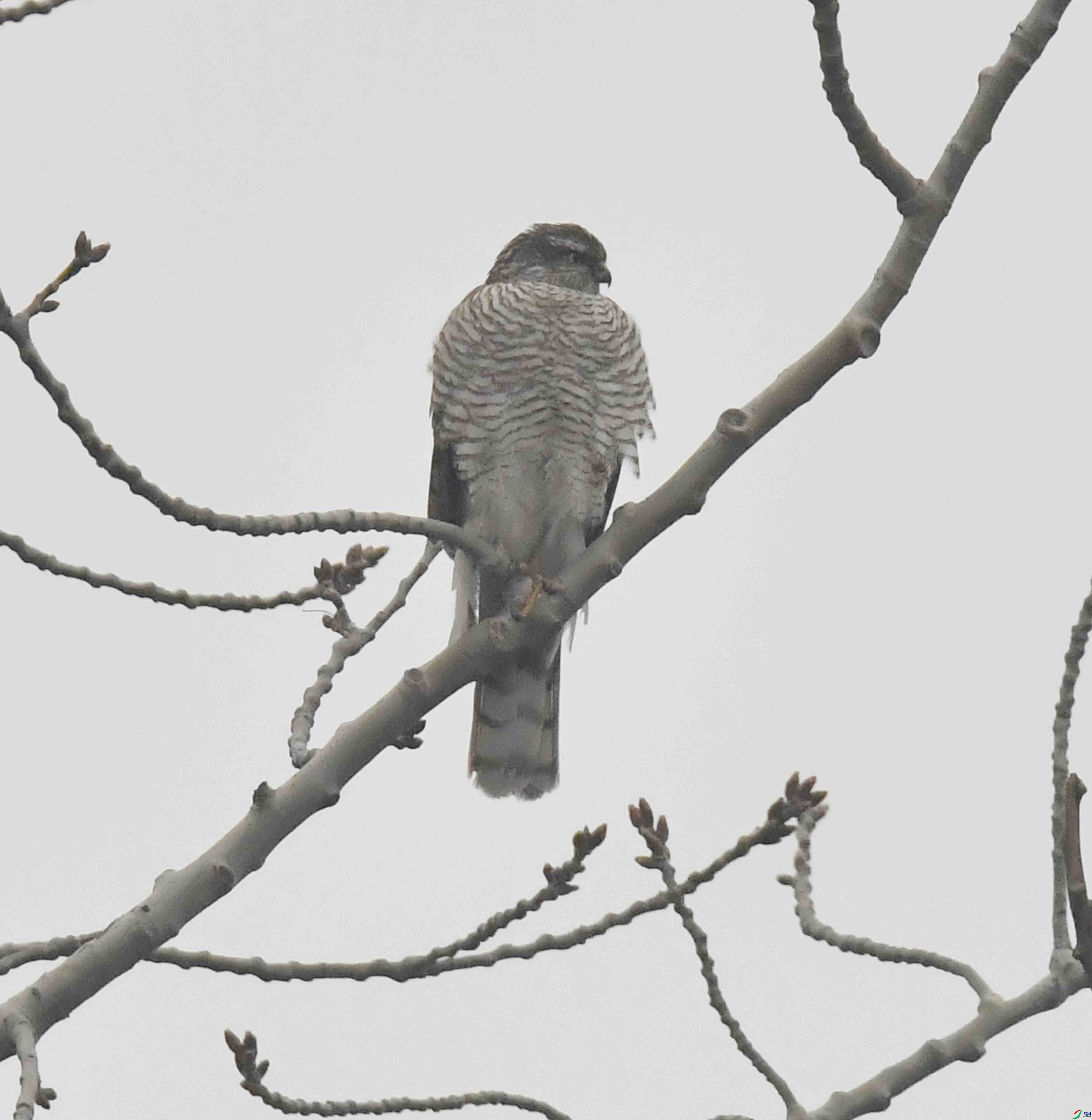 DSC_1826.JPG
