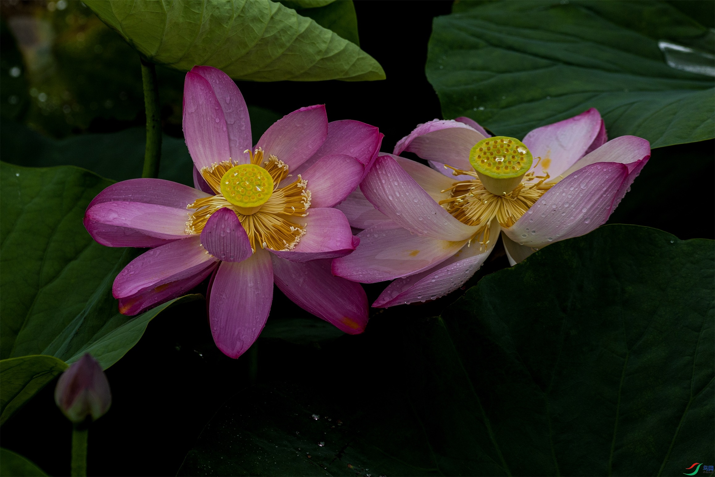 1K3A2054 ����1.jpg