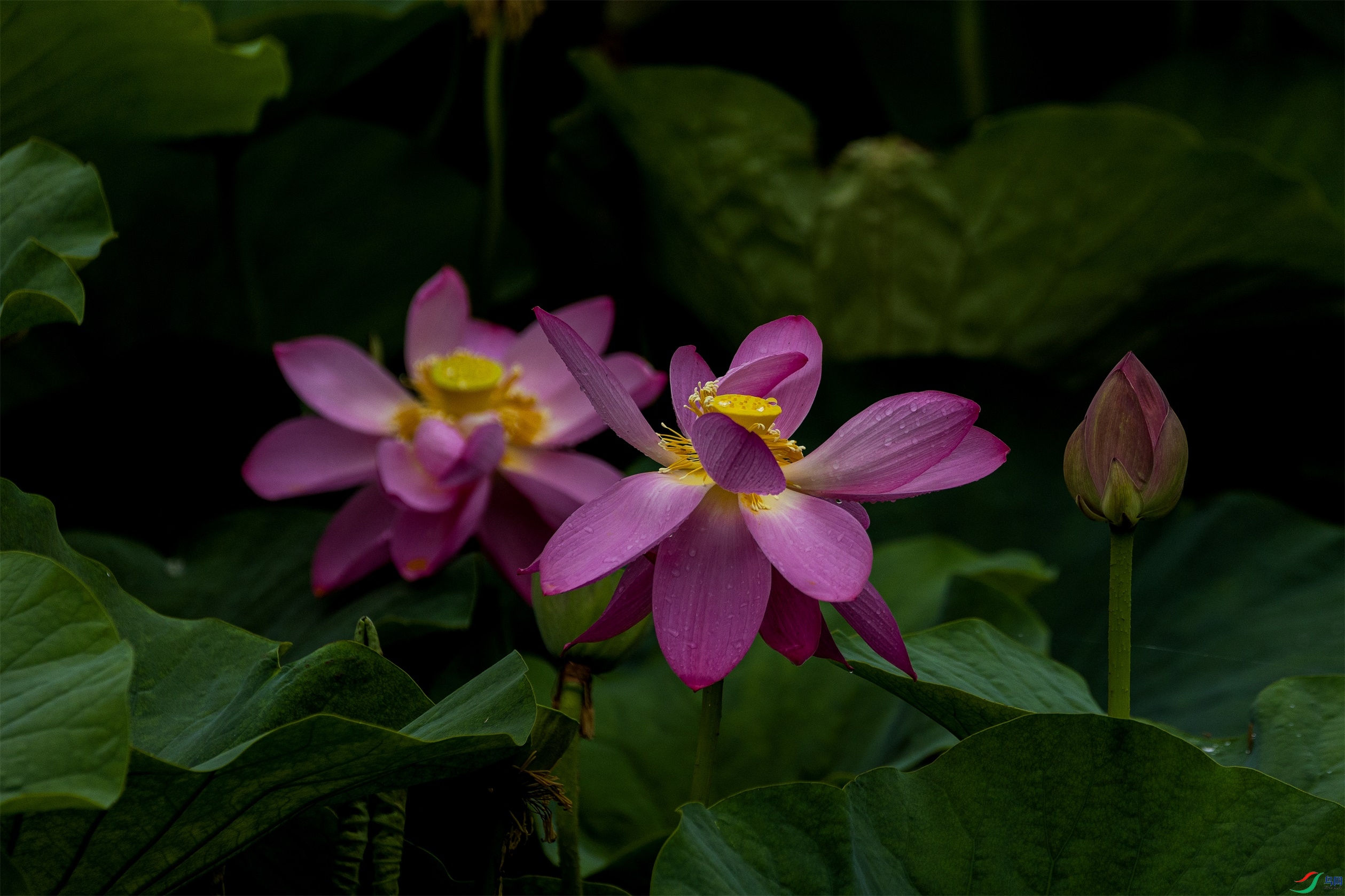 1K3A2132 ����1.jpg