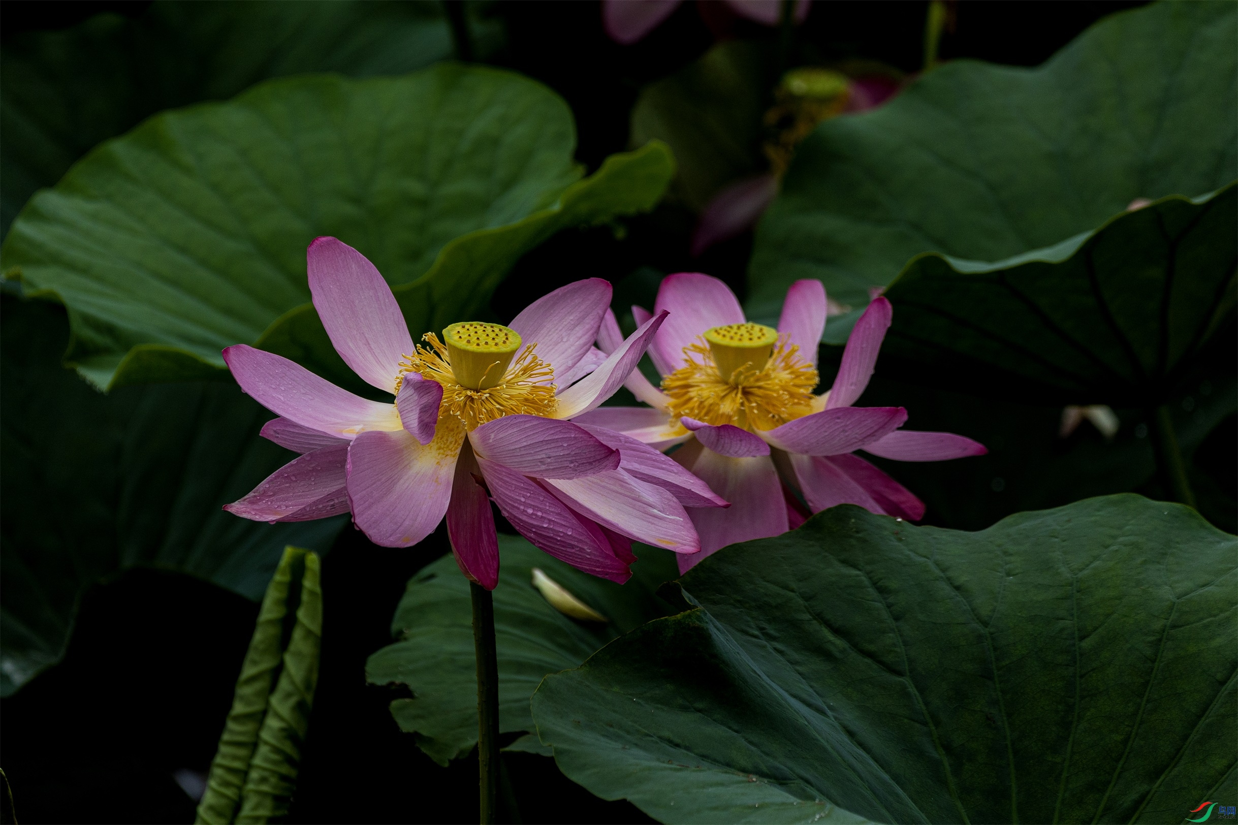 1K3A2099 ����1.jpg