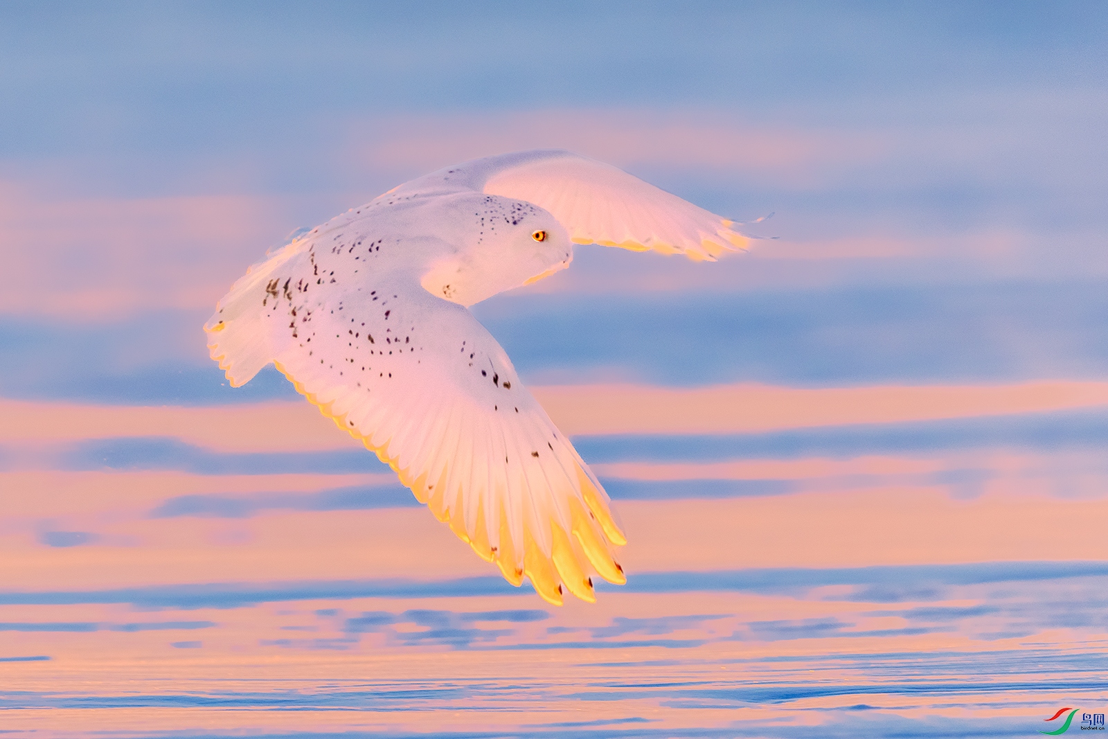 ѩ�^----ѩ������չ����