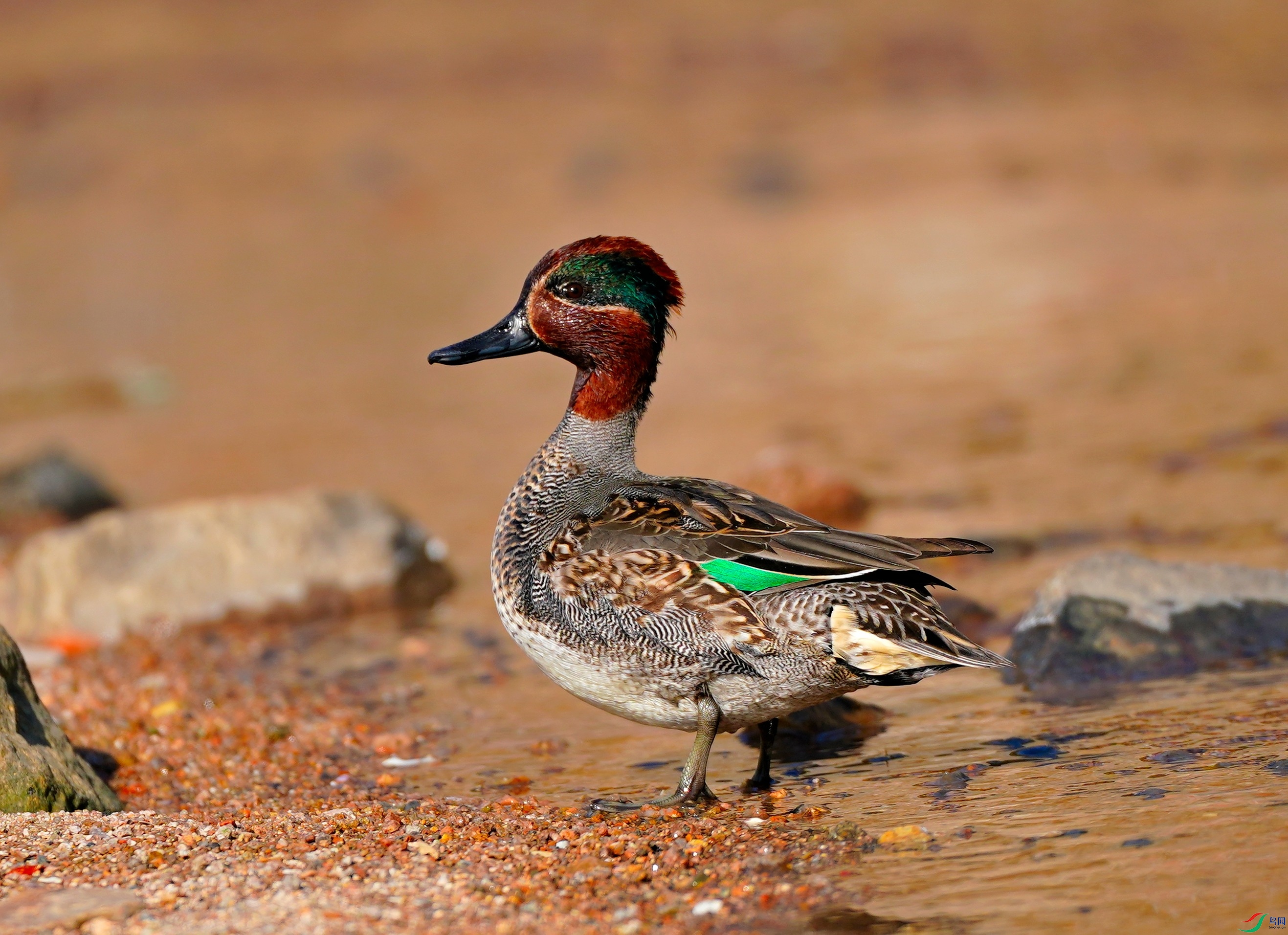 DSC02948 -2021-1-8.JPG