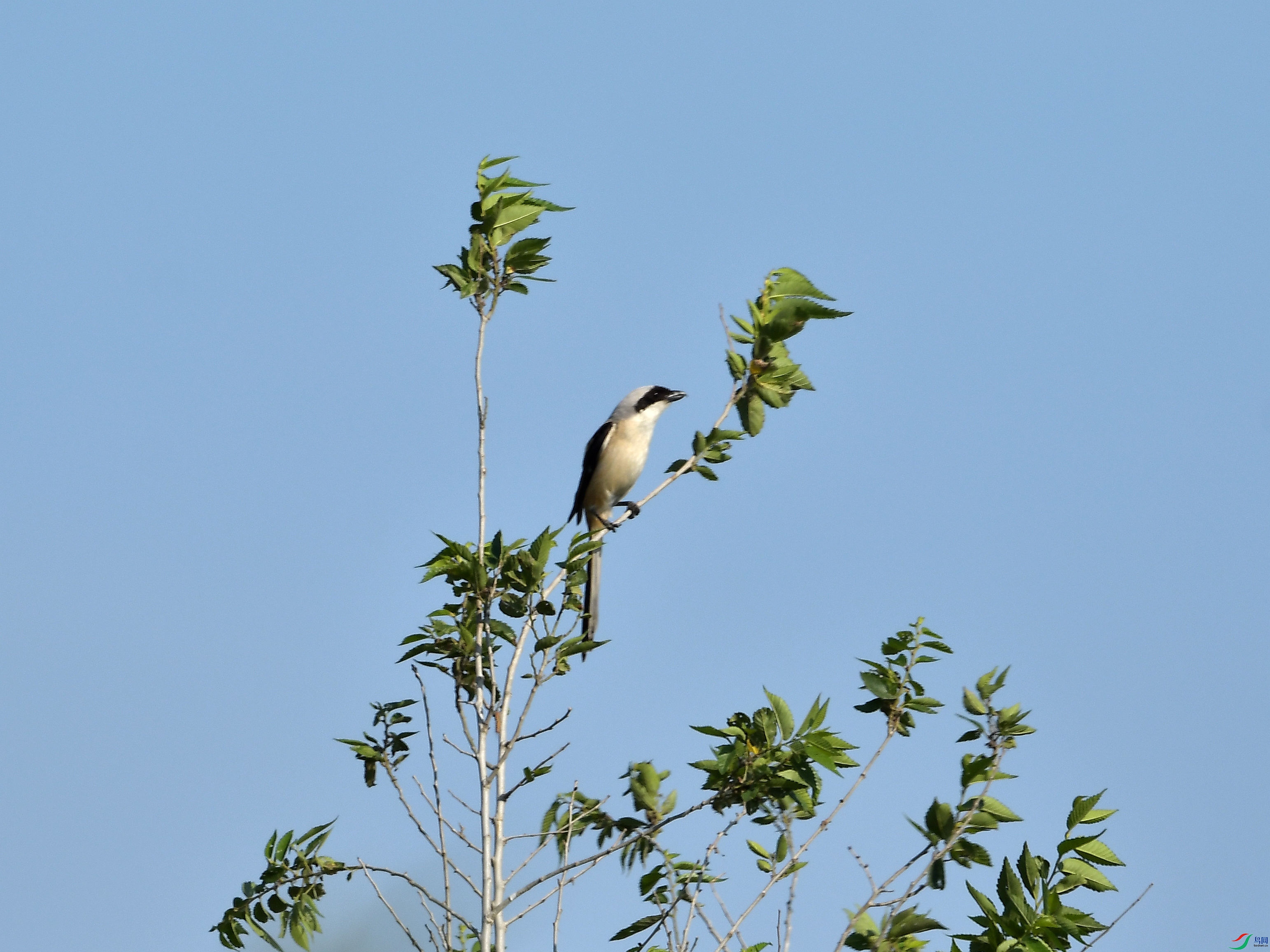 �ڱ�����