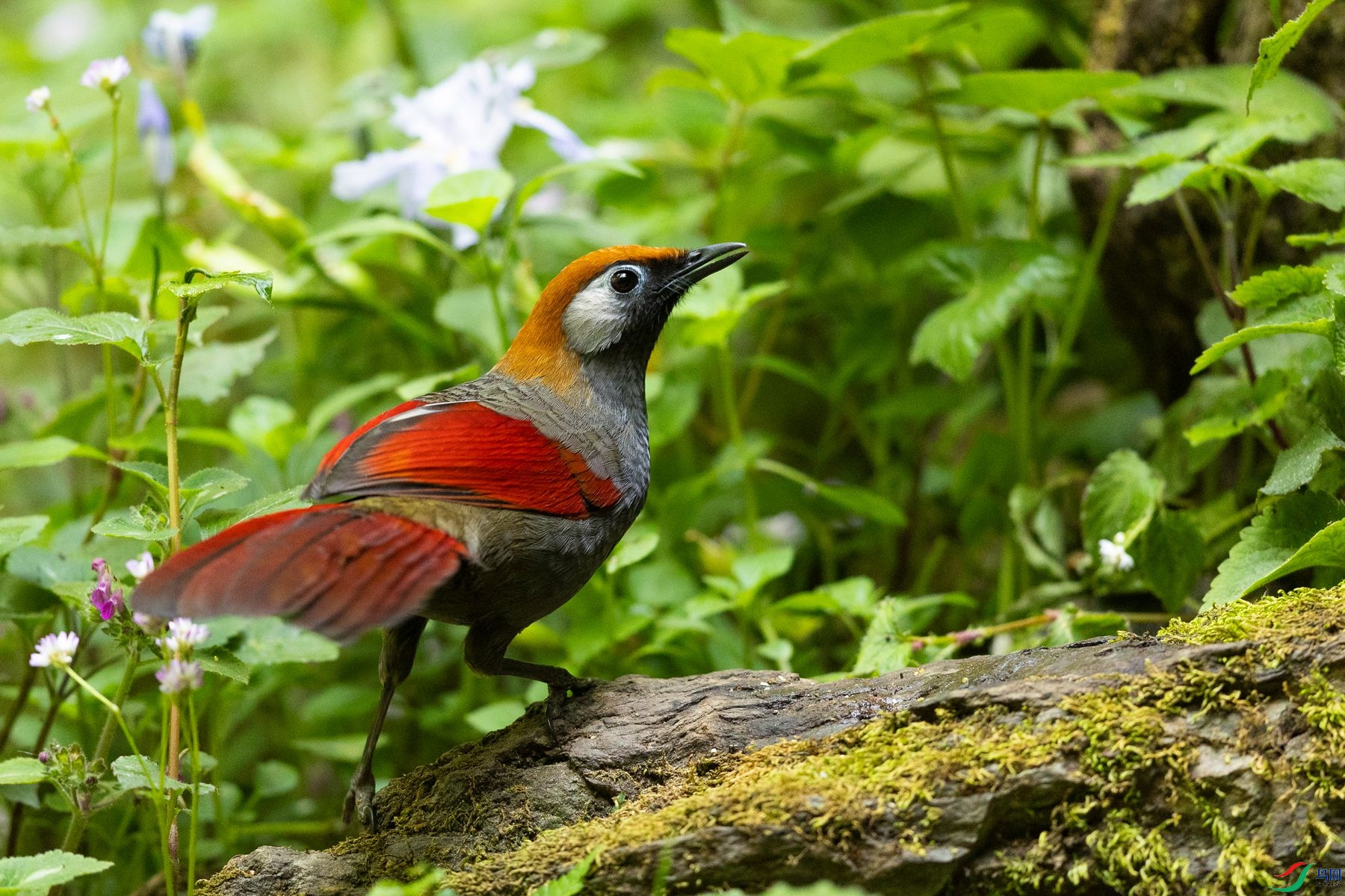 ��β����1