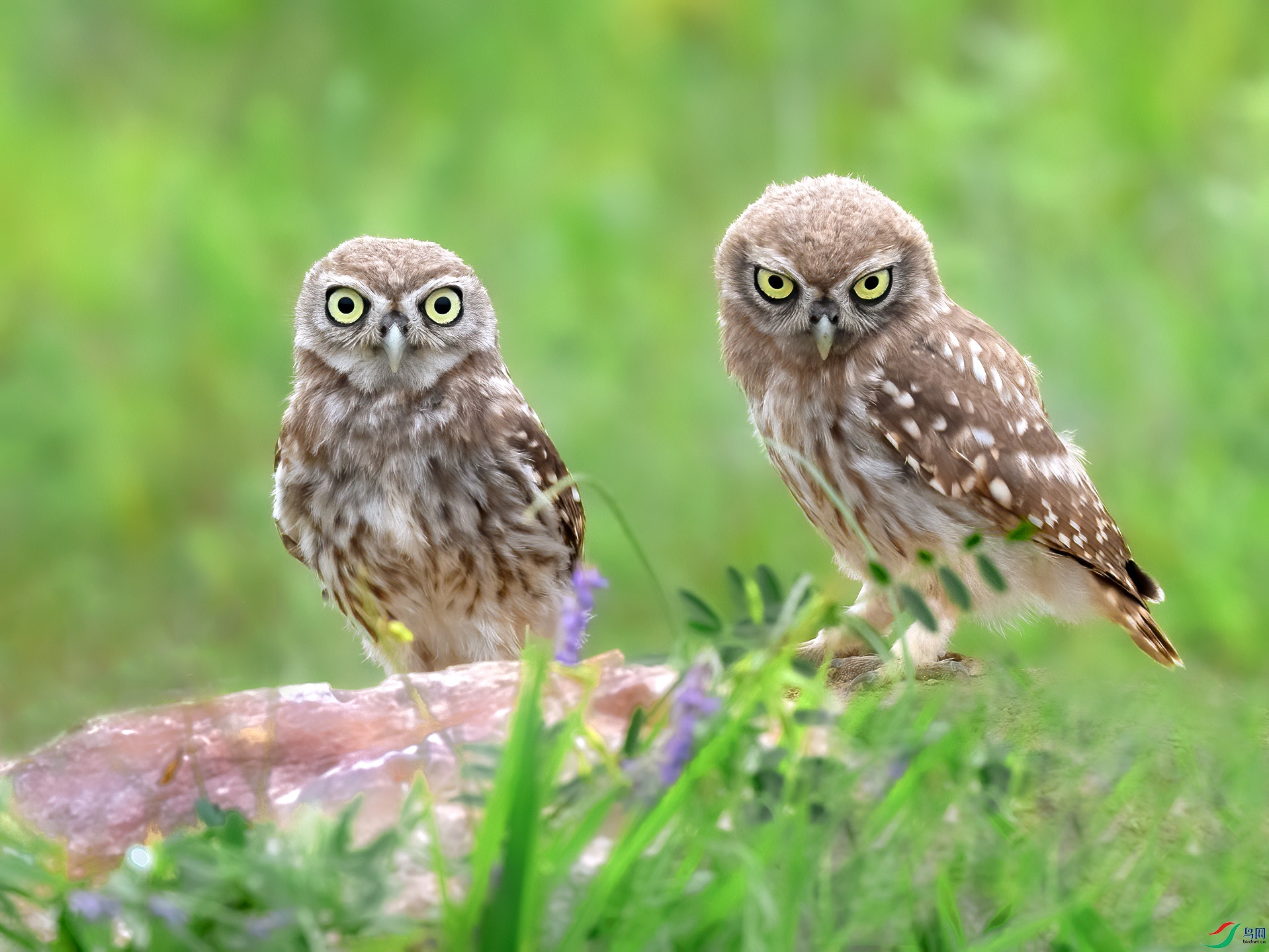 ���Ƹ�С�^