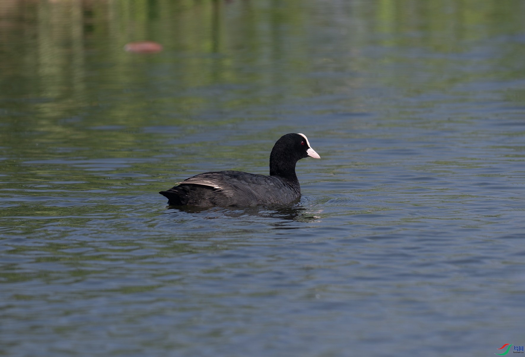 _DSC8670f.jpg