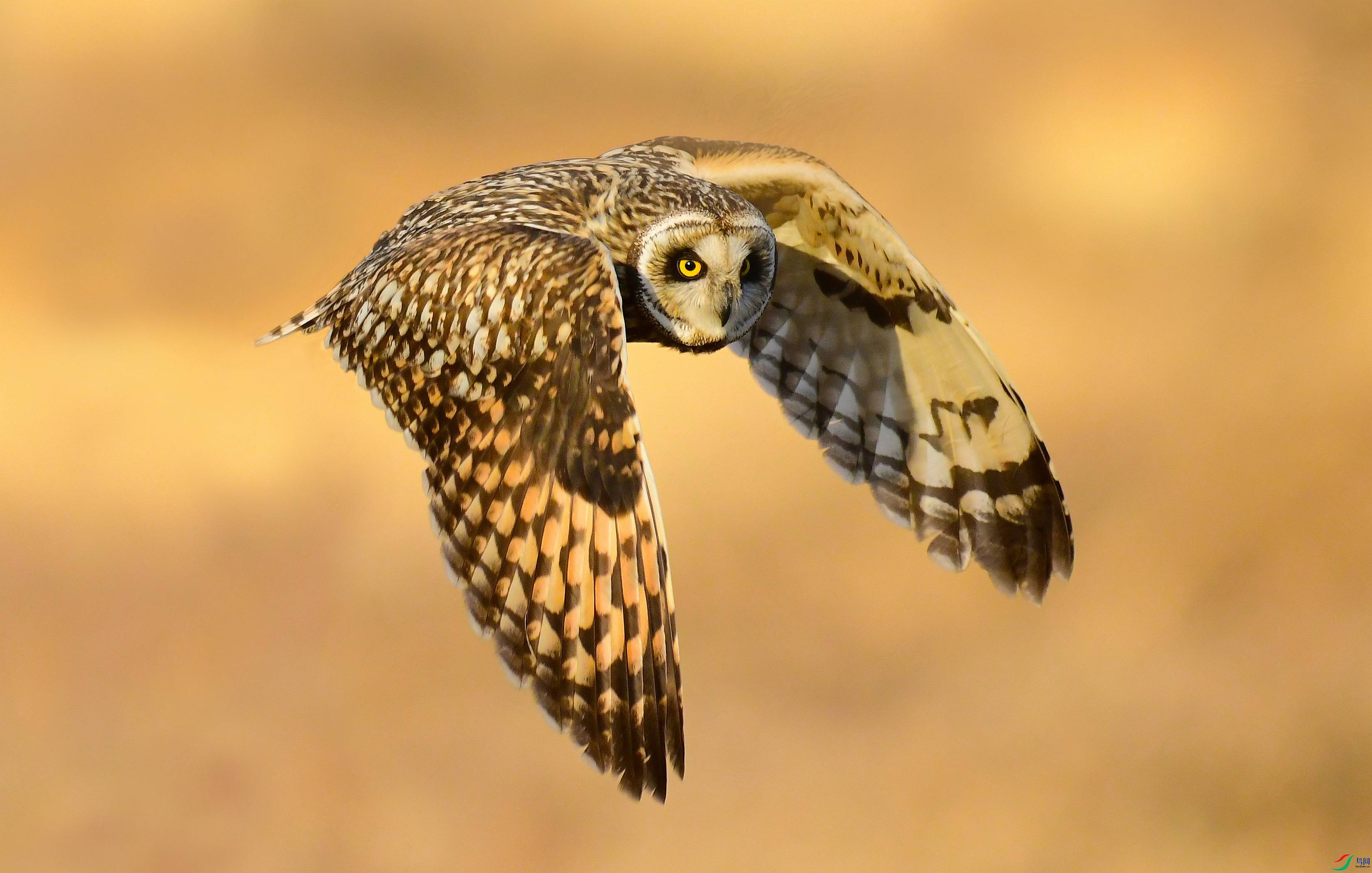 DSC_1686 - ����.JPG