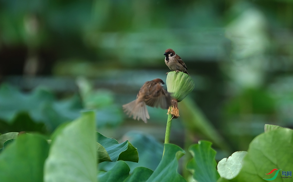 DSCF7006.1.JPG