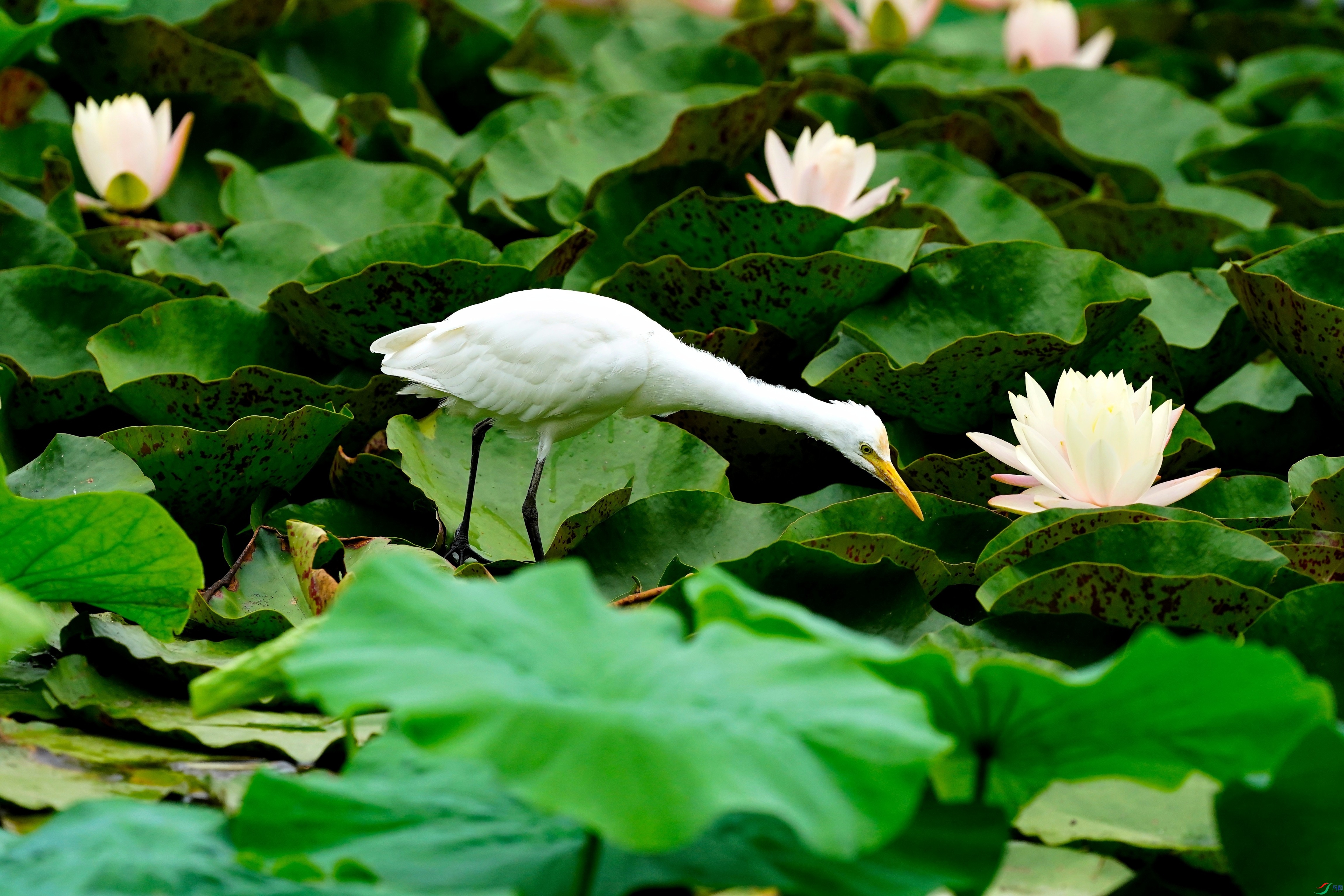 DSC03351_01.JPG