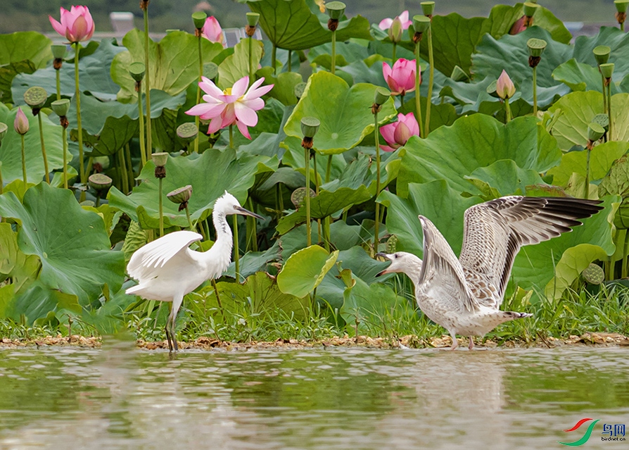 ��Ϊһ����