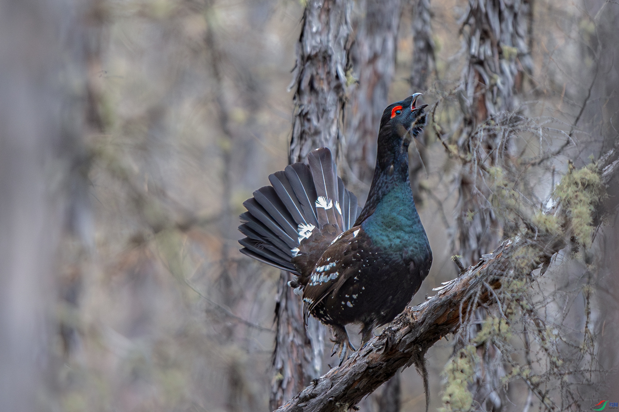 A15I0291- ����.jpg