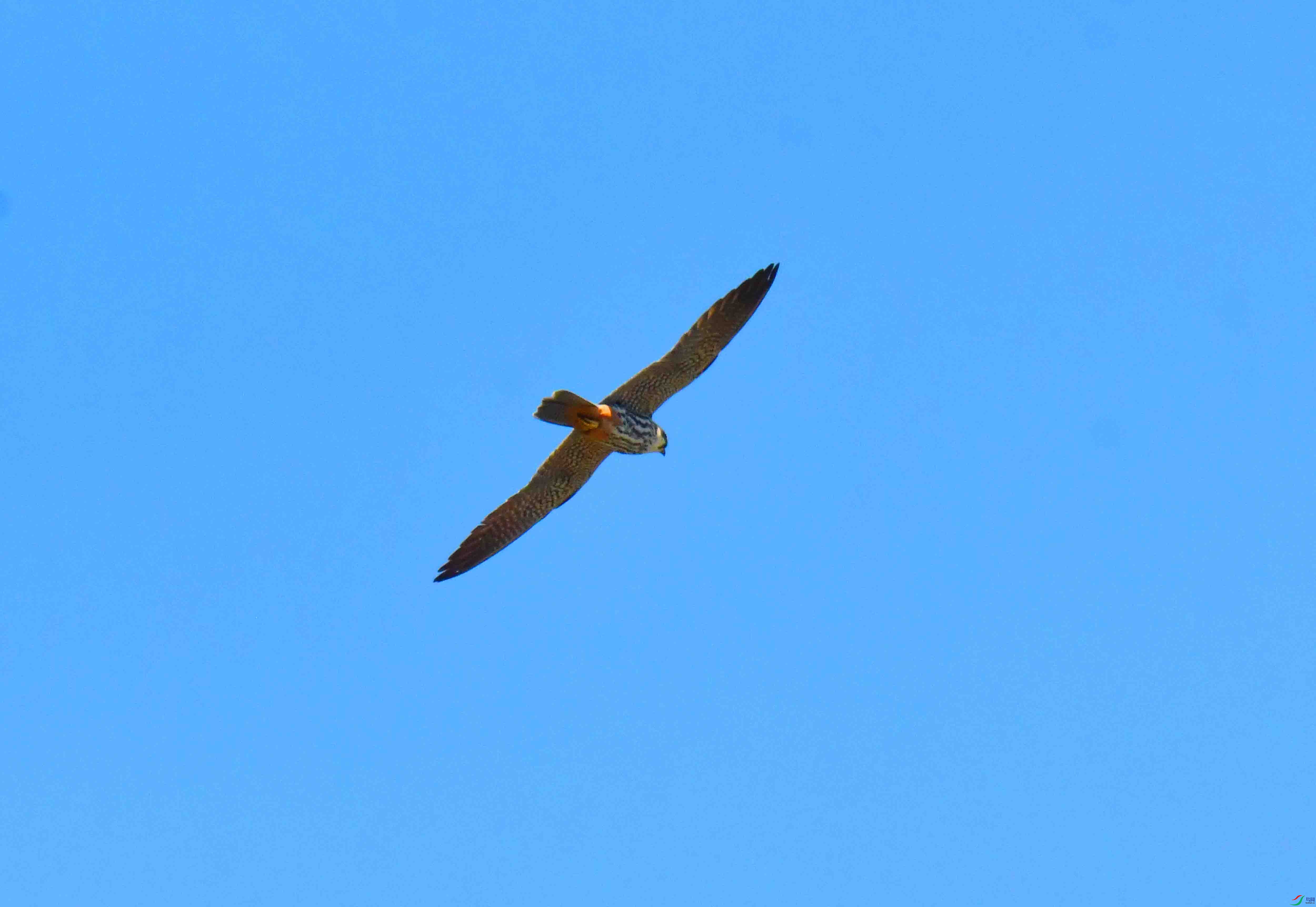 DSC_0085.JPG