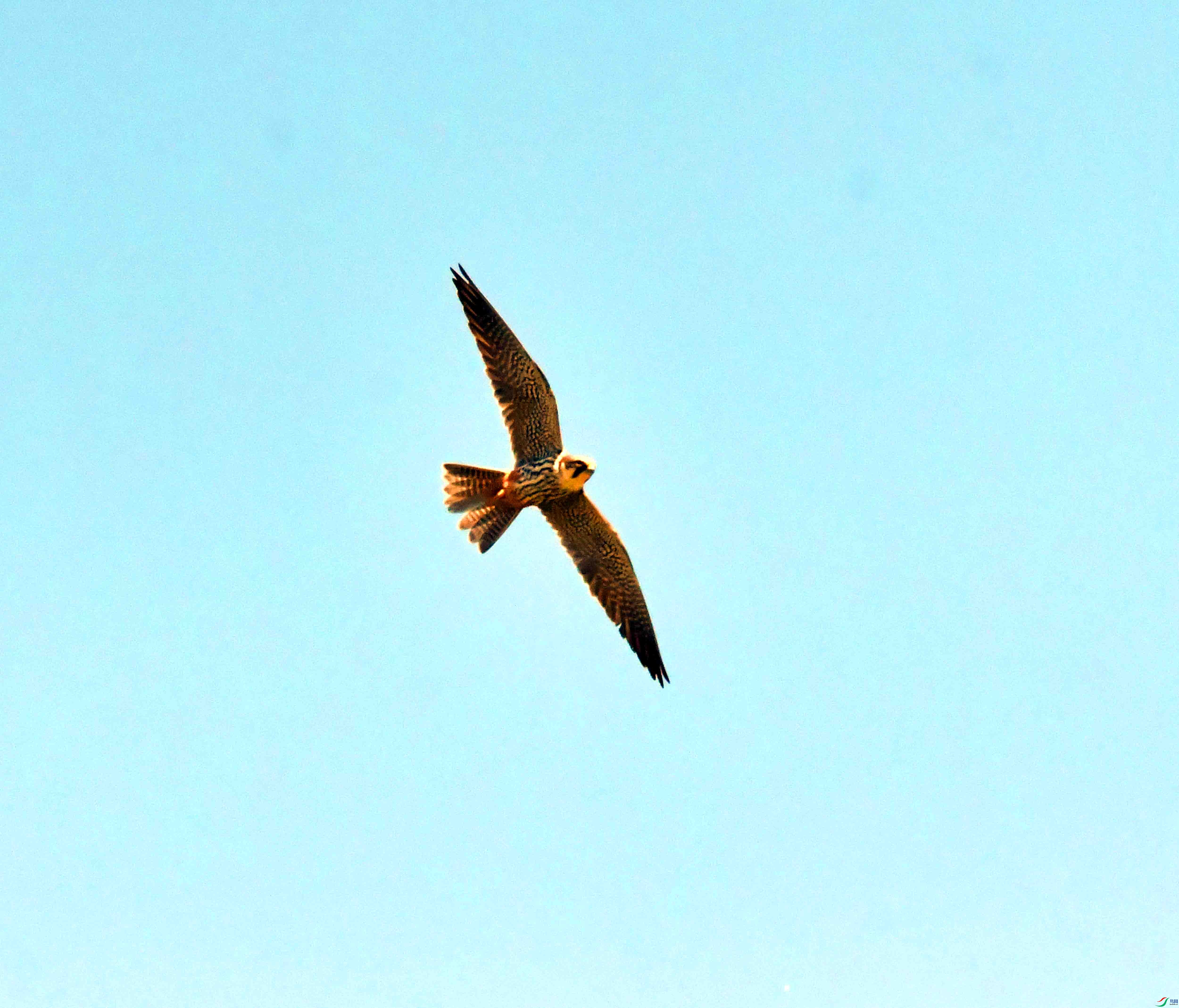 DSC_0100.JPG