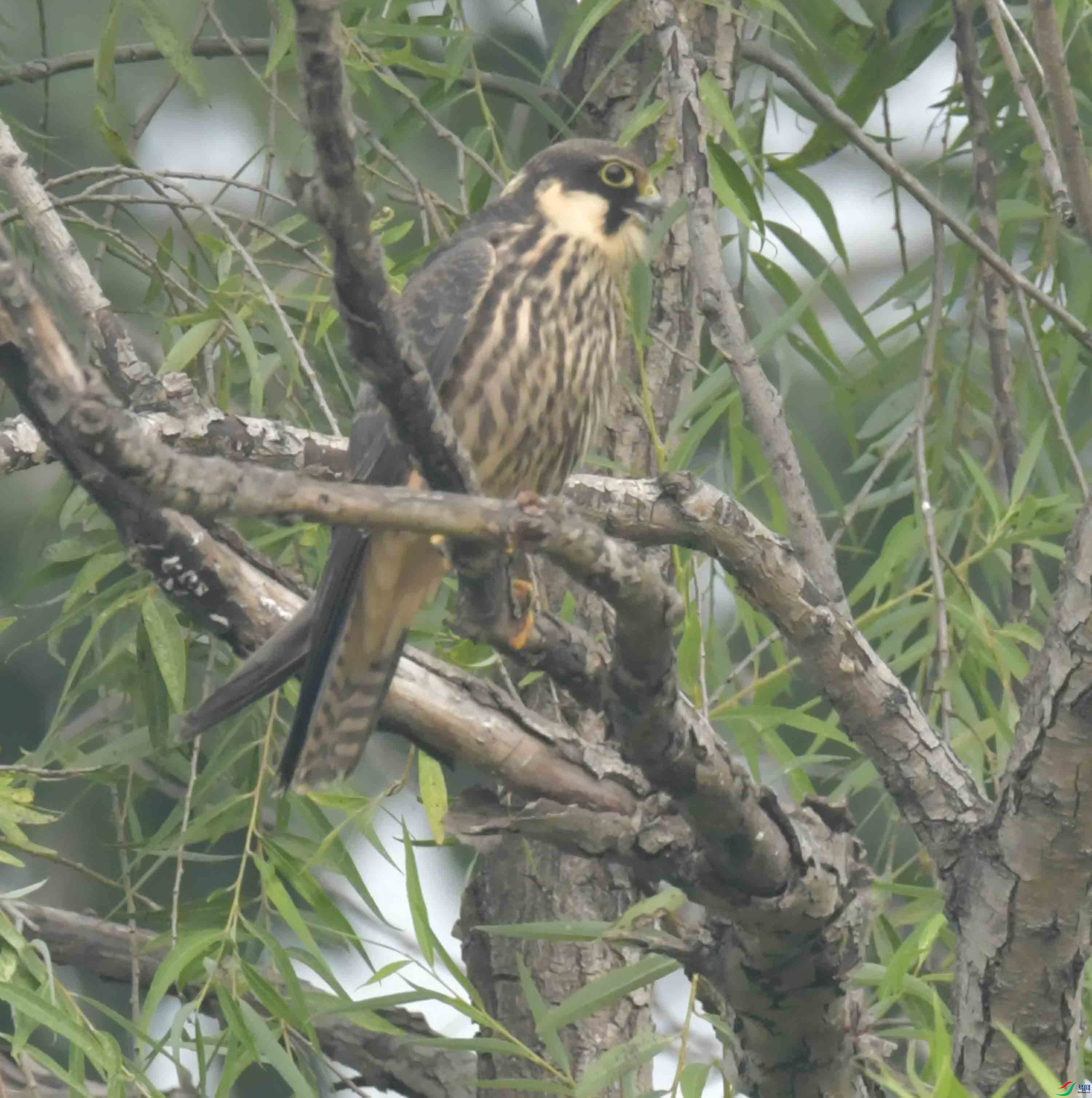 DSC_6985.JPG