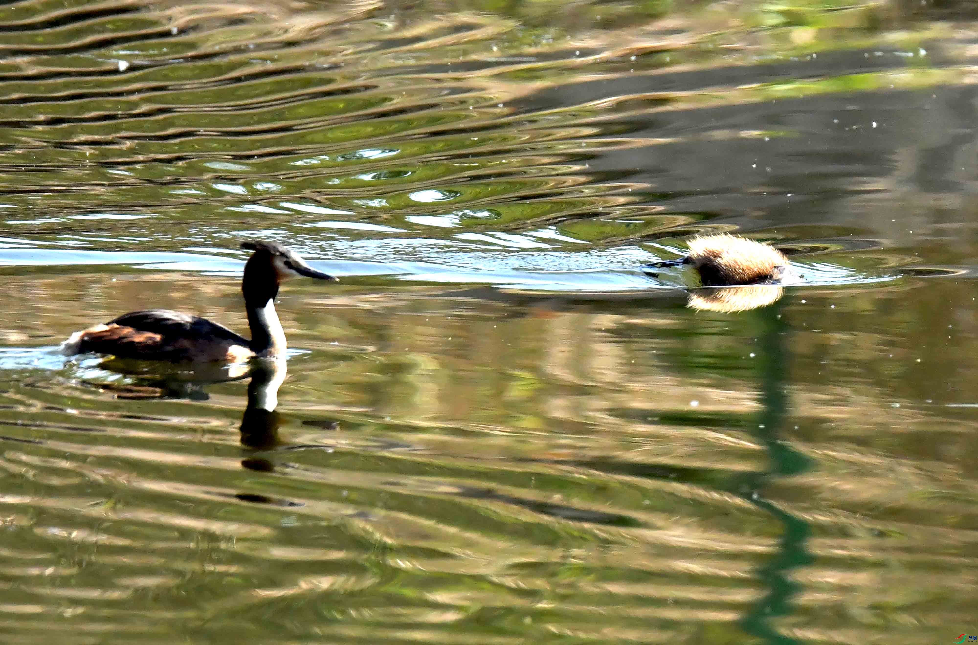DSC_9477.JPG