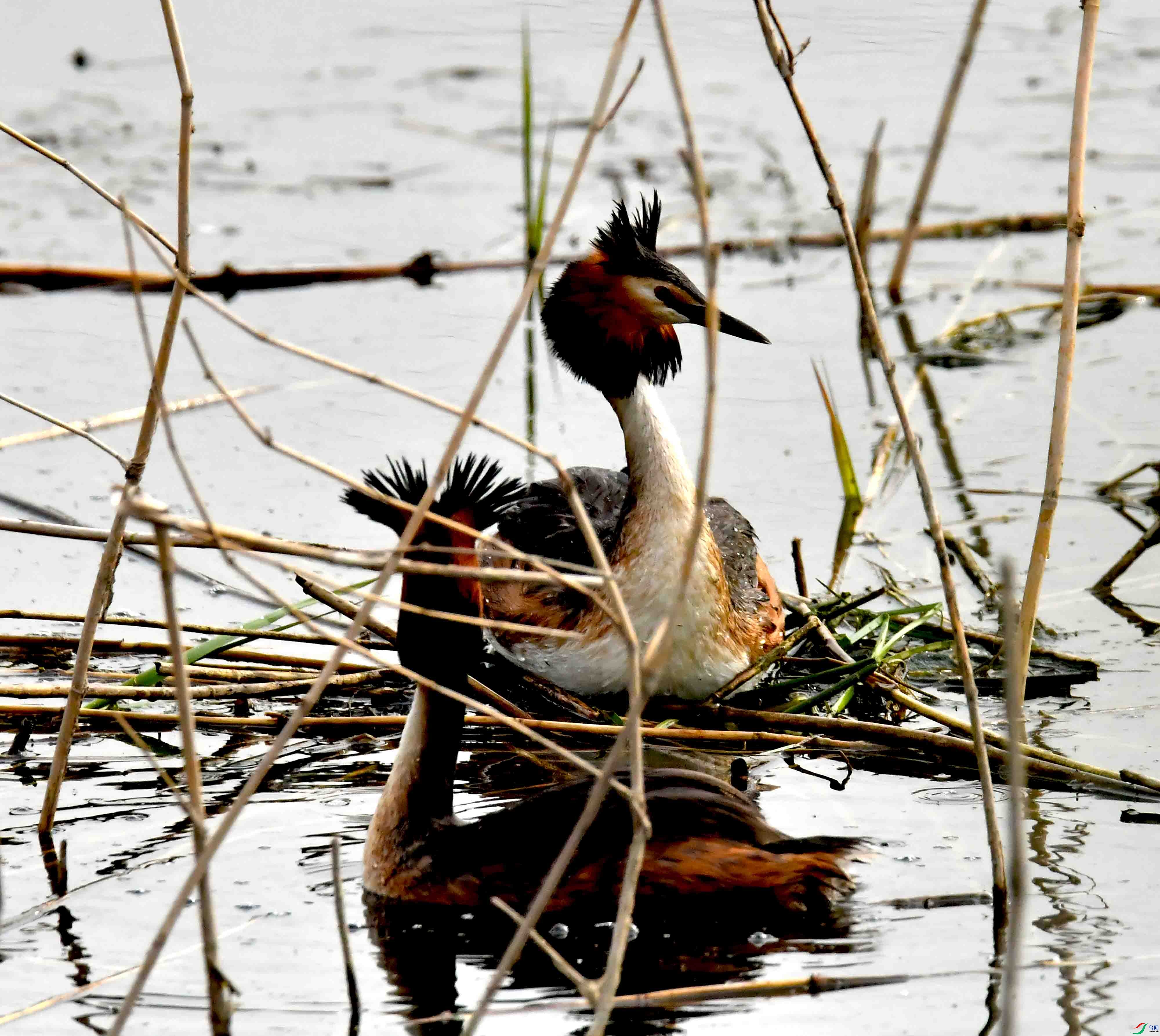 DSC_9584.JPG
