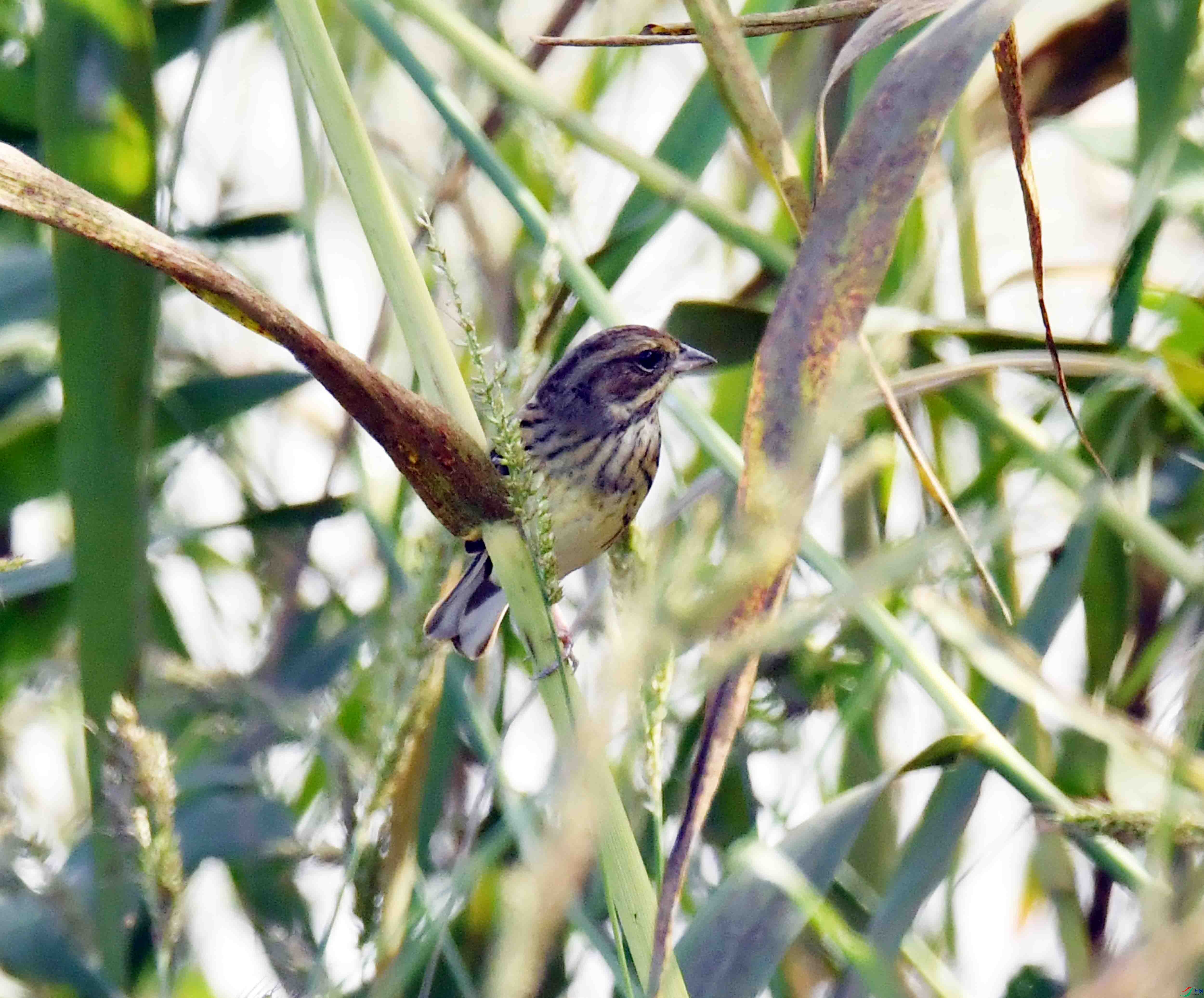 DSC_6405.JPG
