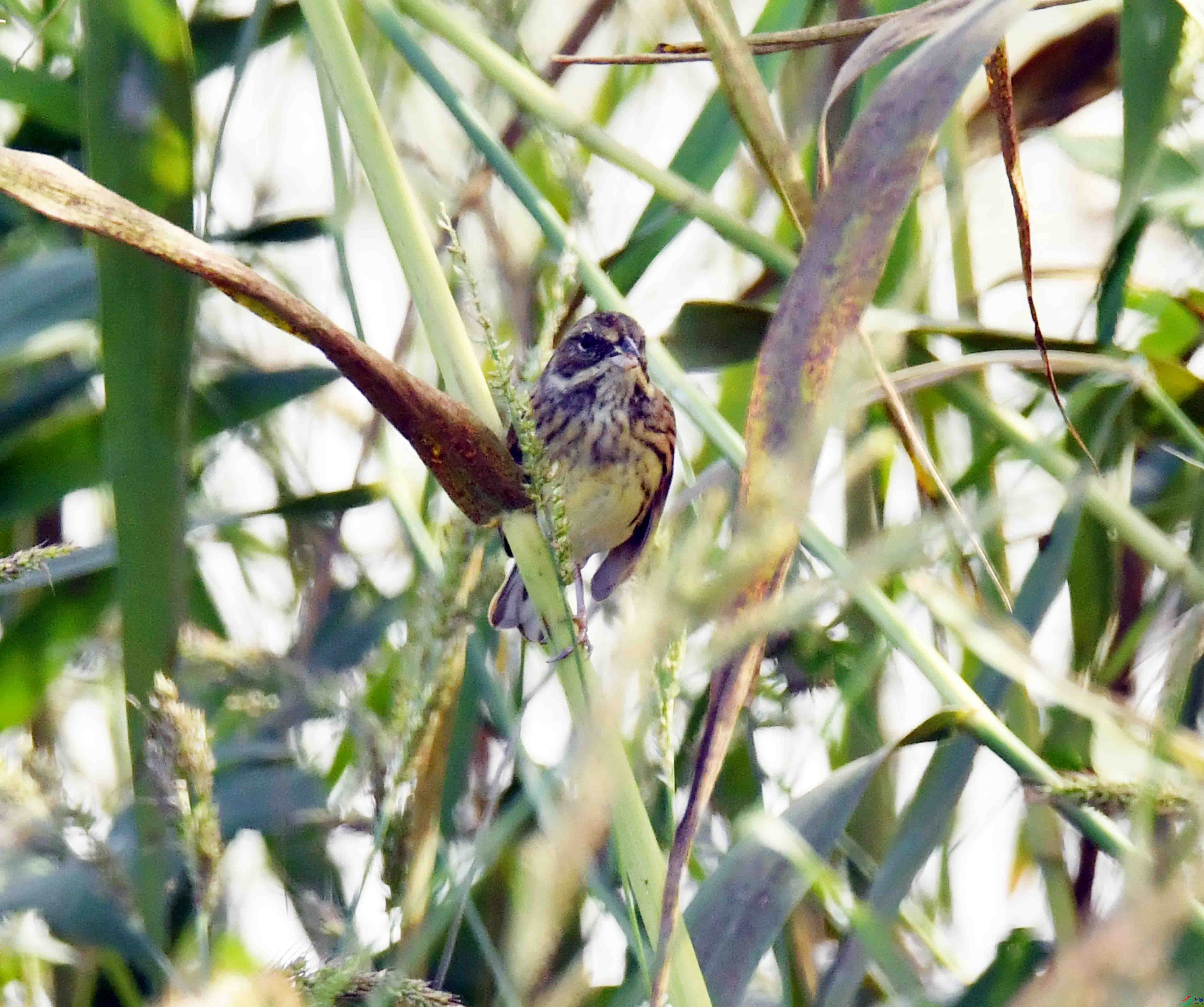 DSC_6406.JPG