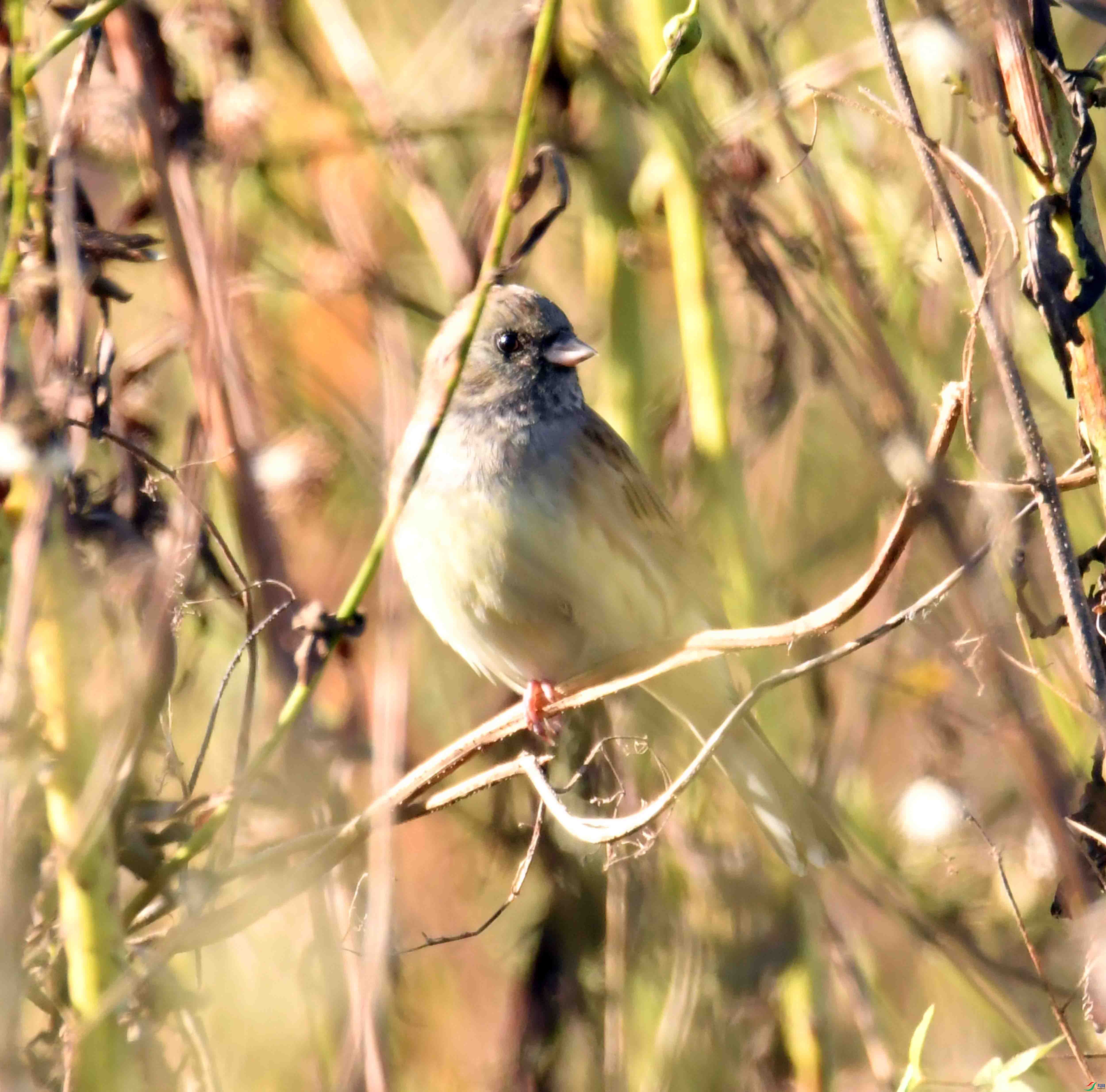 DSC_8445.JPG