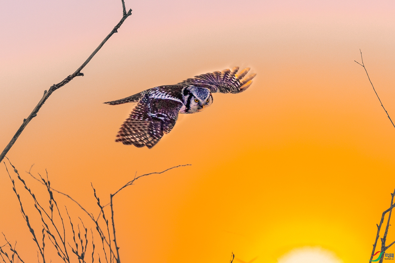 ���^----ϲӭ����չ����