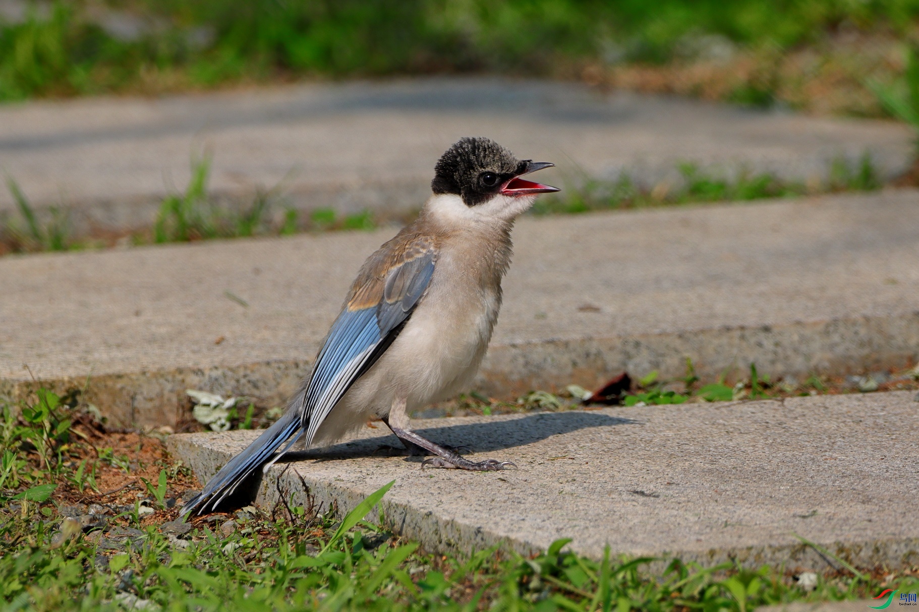 IMG_0844c1.jpg