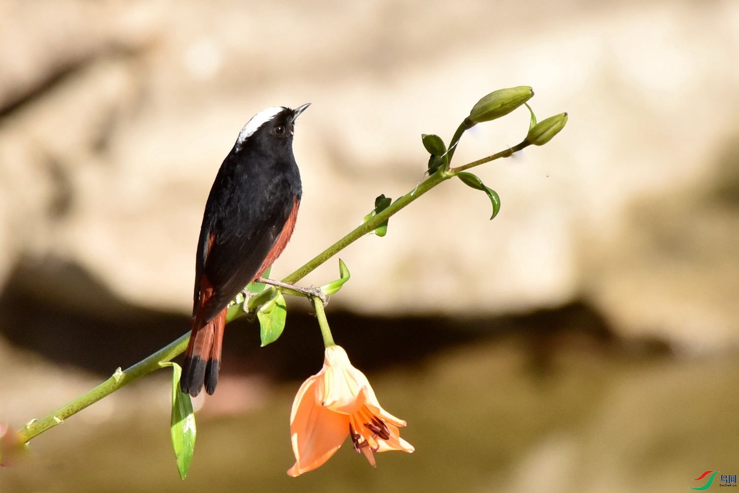 DSC_9534.JPG