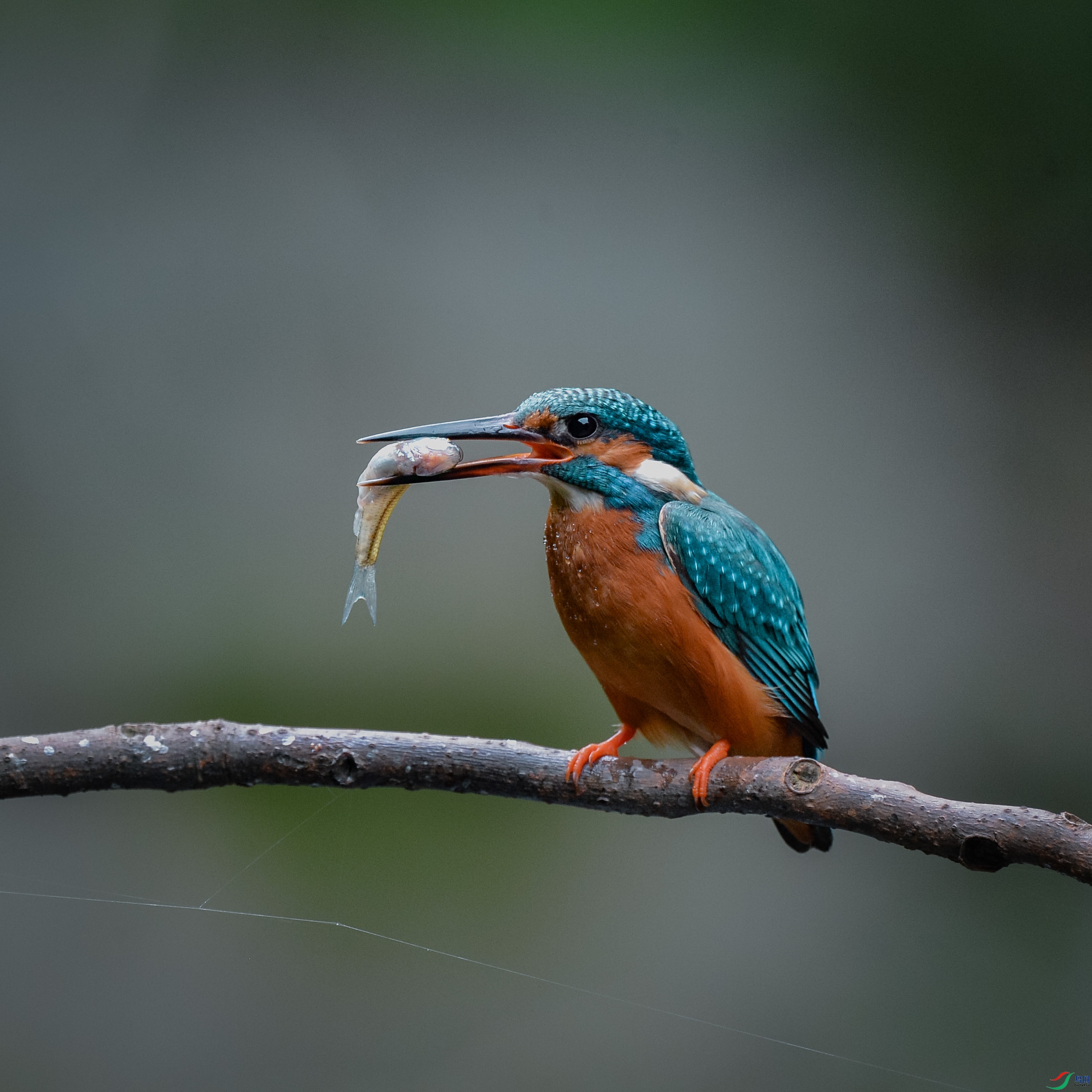 DSC_7426.jpg