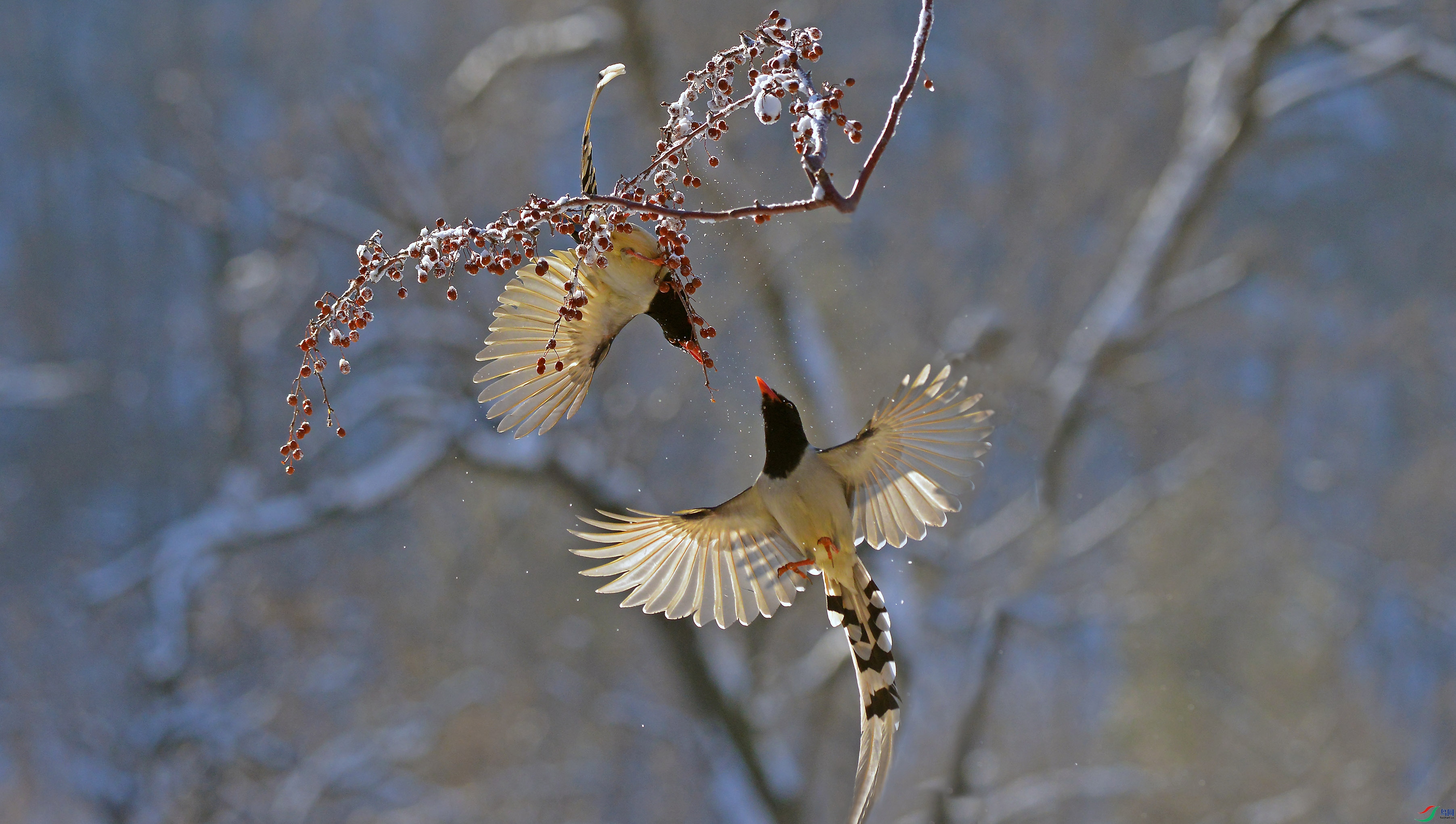 DSC_4738.jpg